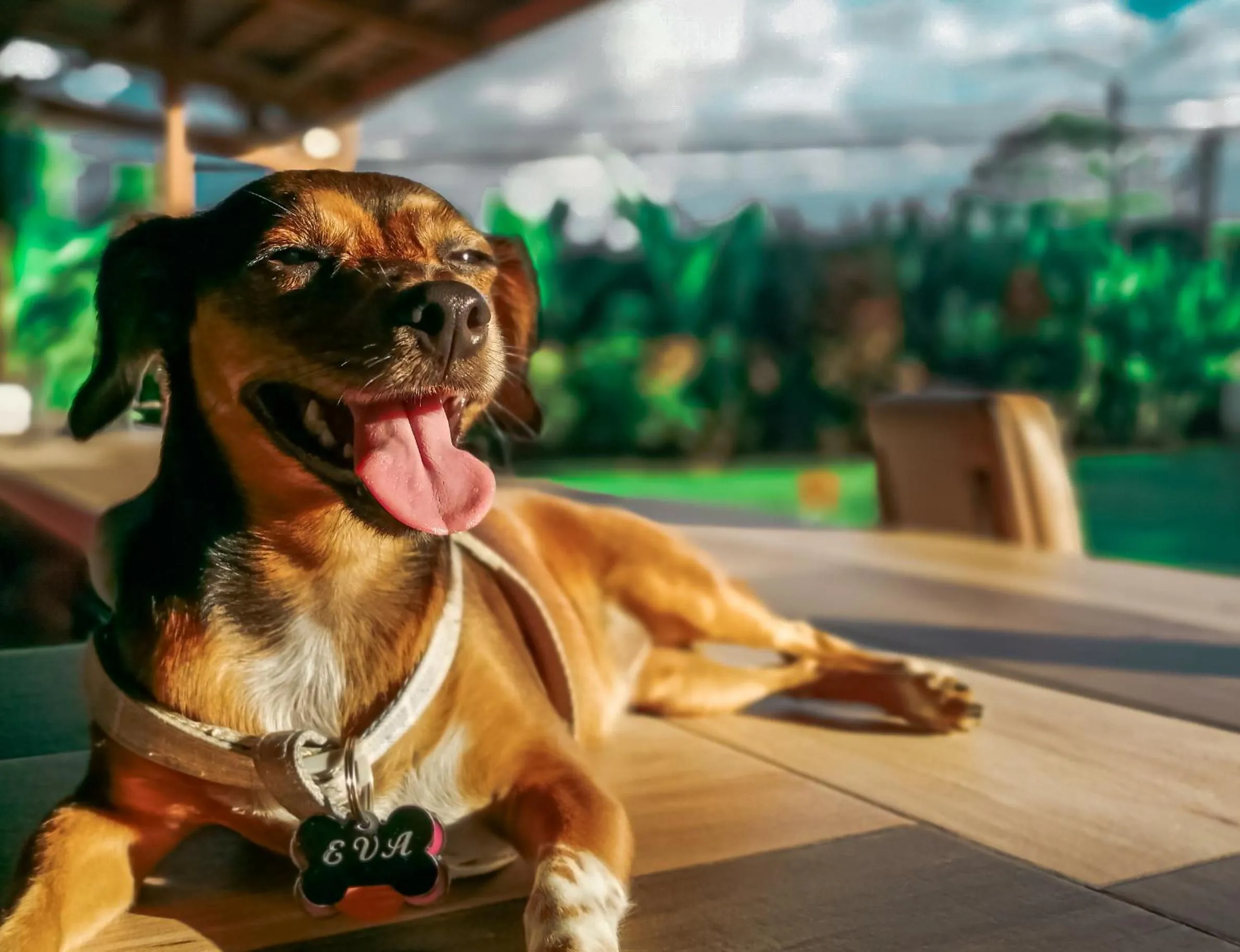 Natural landscape in Arenal Backpackers Resort