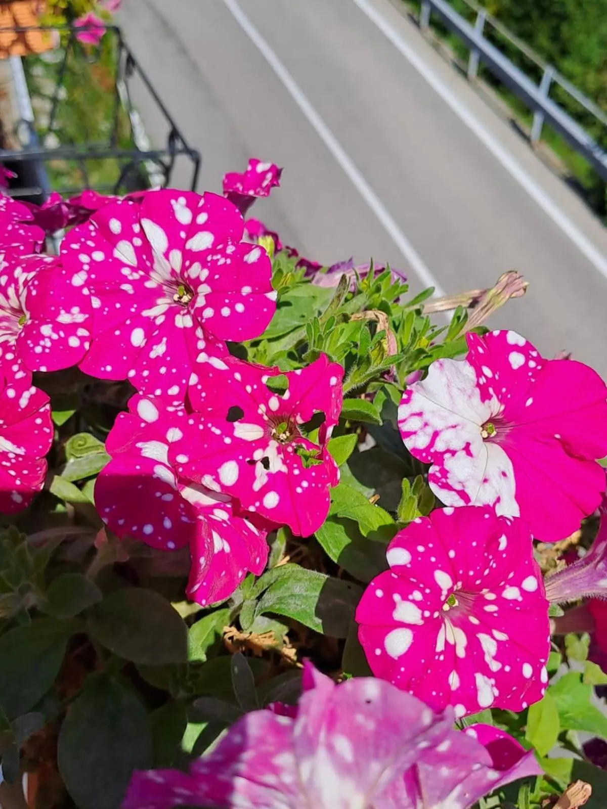 Bed & Breakfast Bellagio