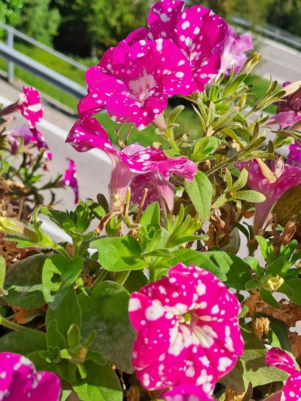 Bed & Breakfast Bellagio