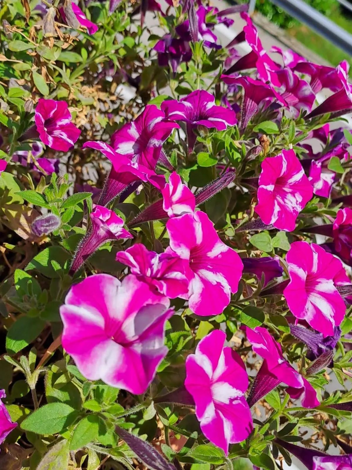 Bed & Breakfast Bellagio