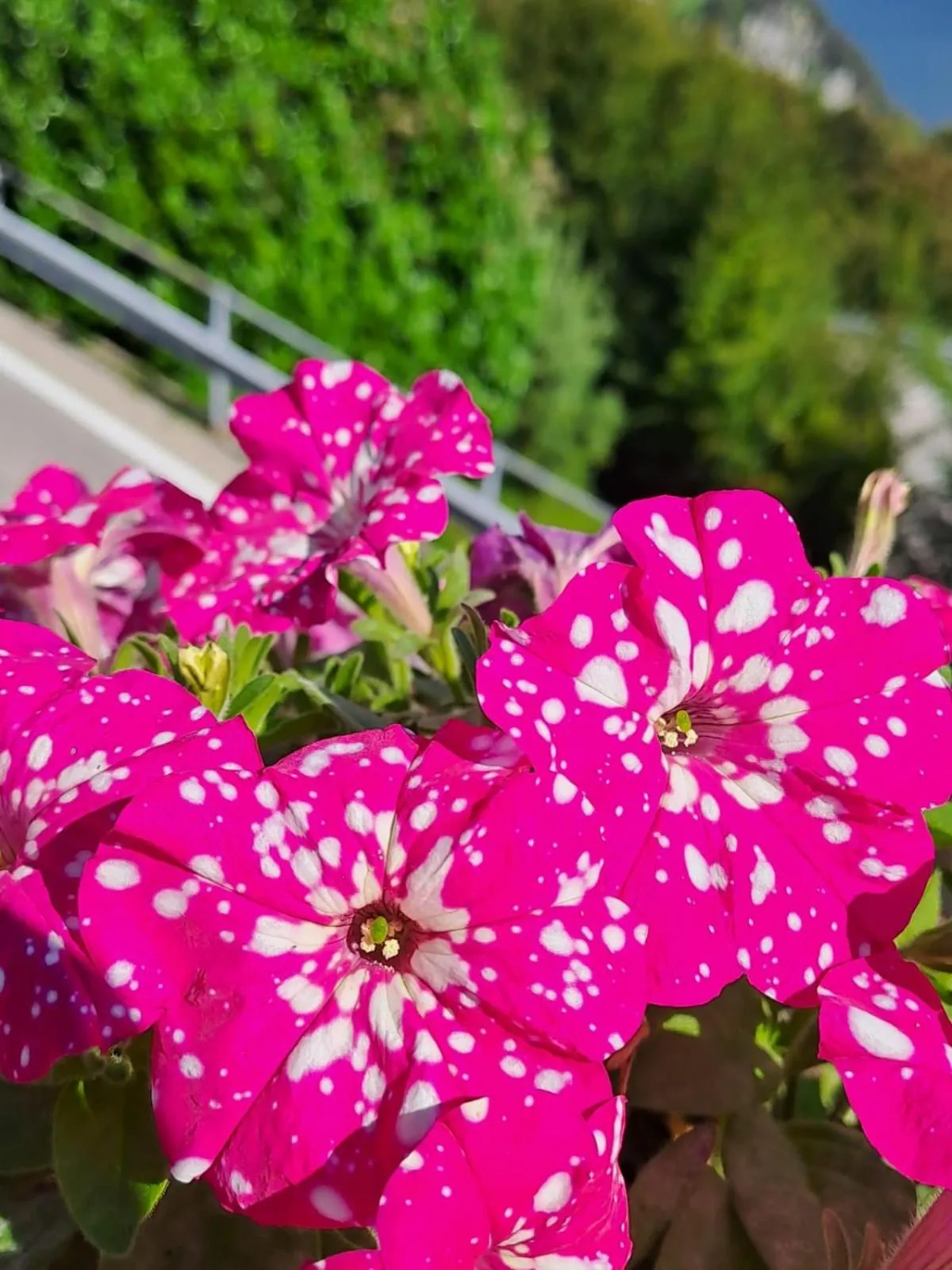 Bed & Breakfast Bellagio