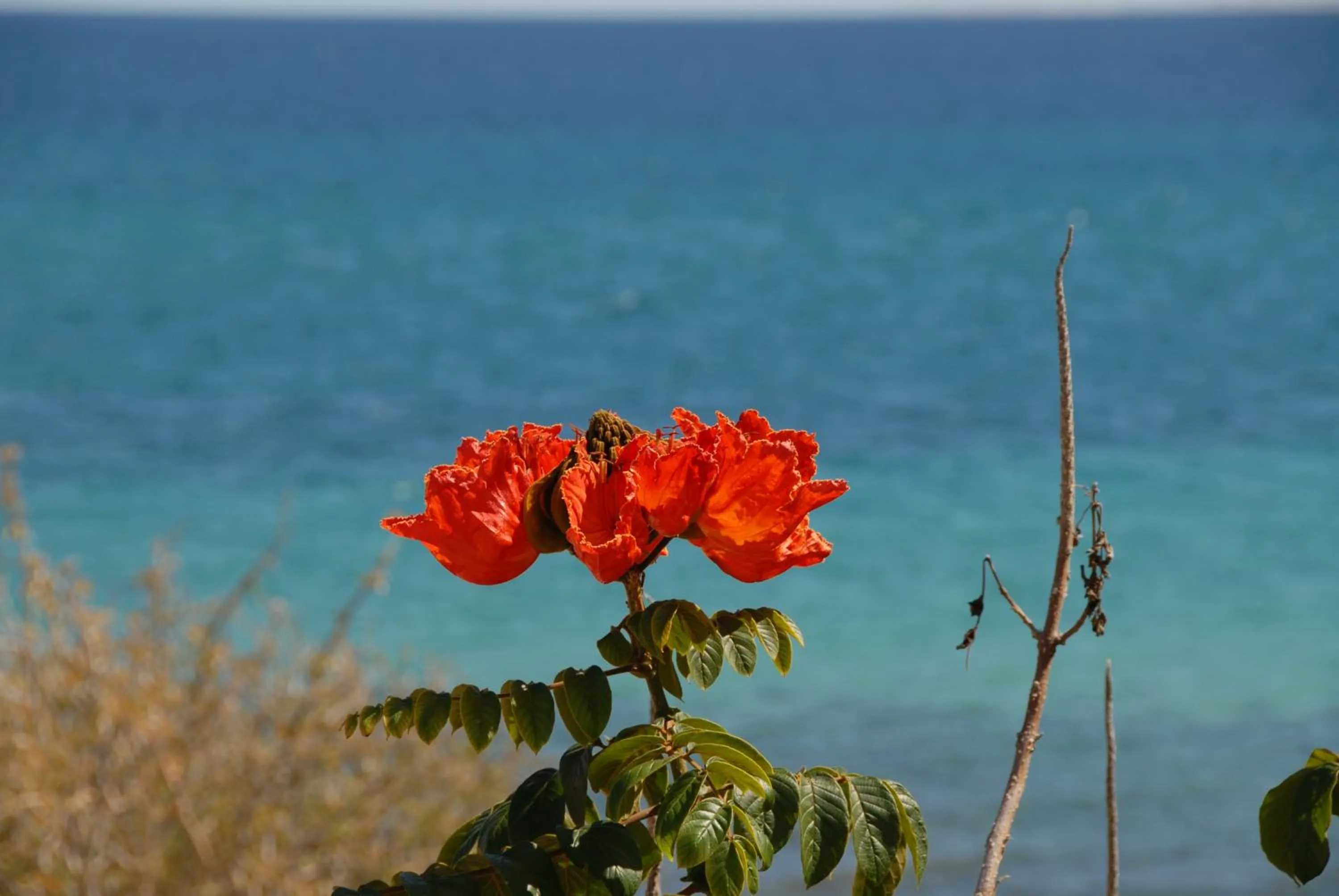 Bird's eye view in Ventana Bay Resort