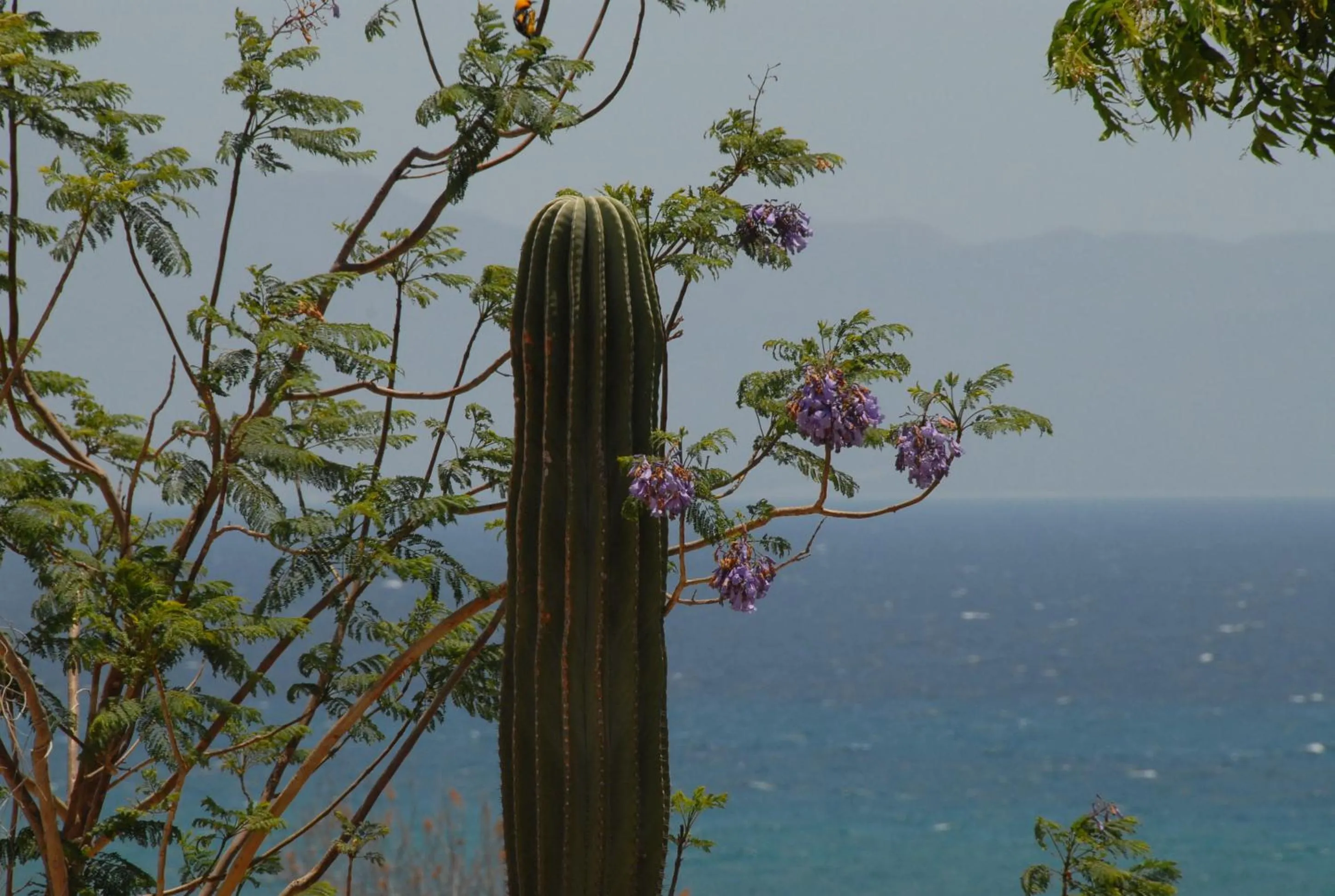 Natural landscape in Ventana Bay Resort