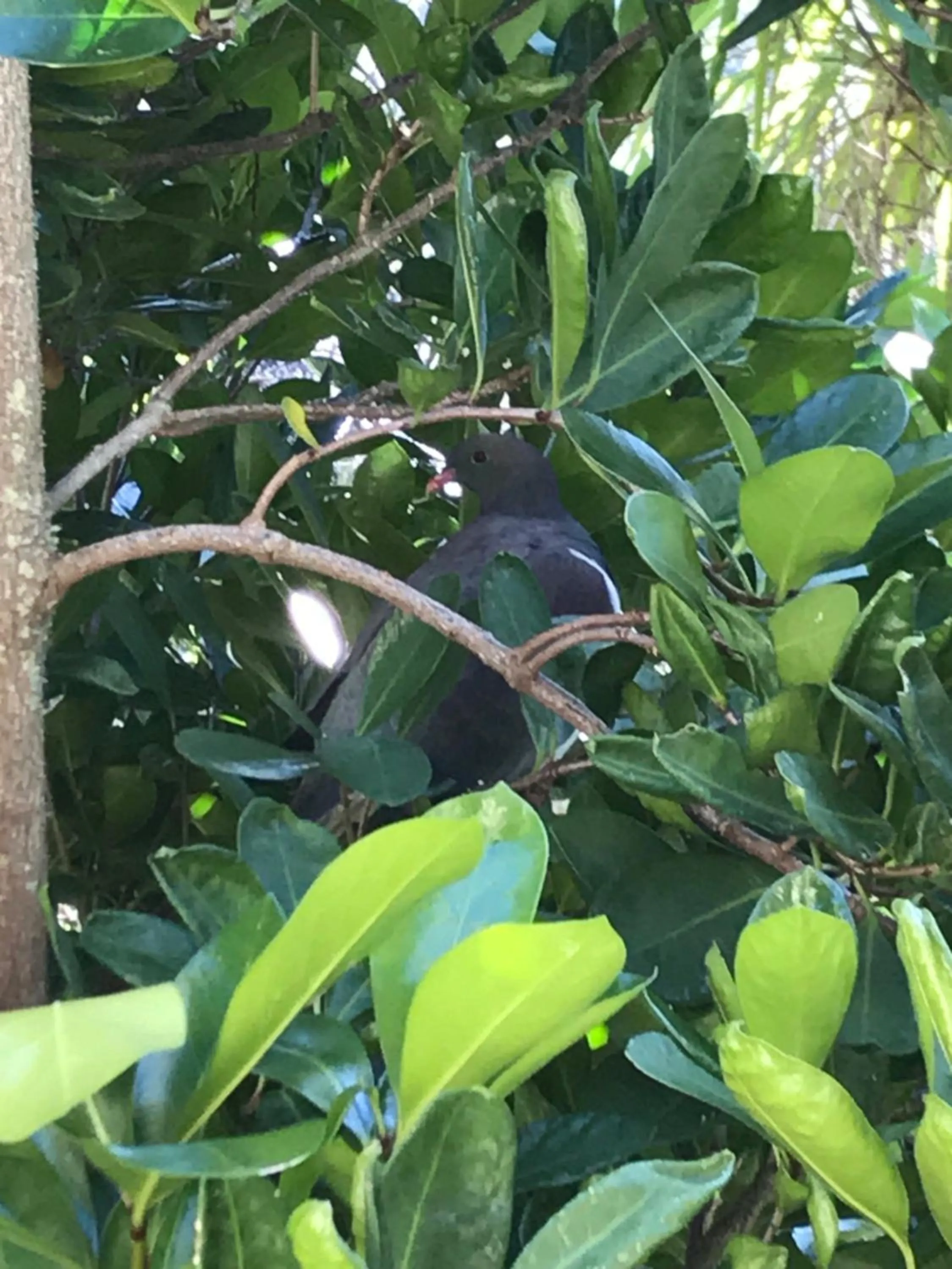 Garden in La Rochelle Motel