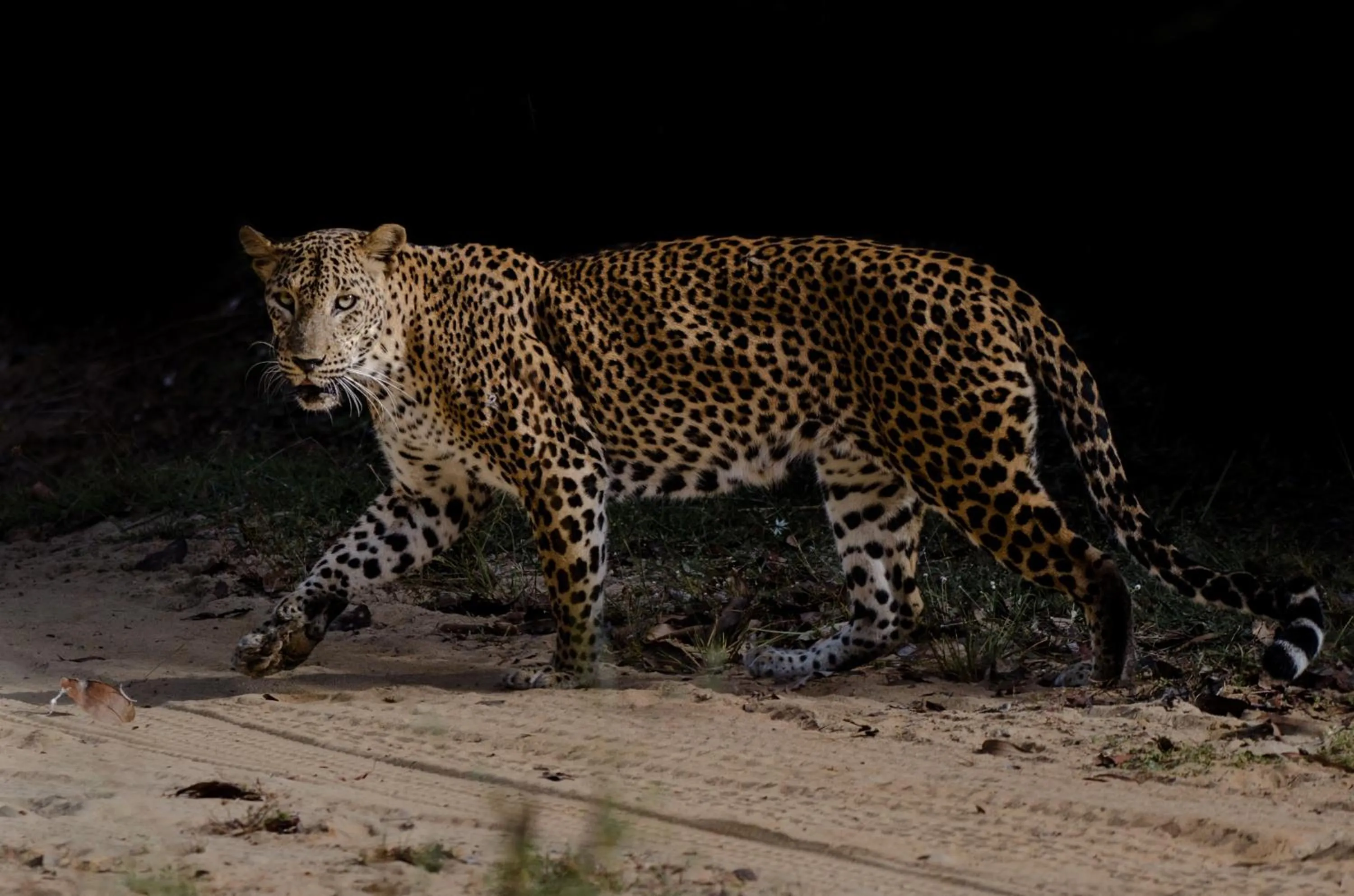 Breakfast in Leopard Trails Yala