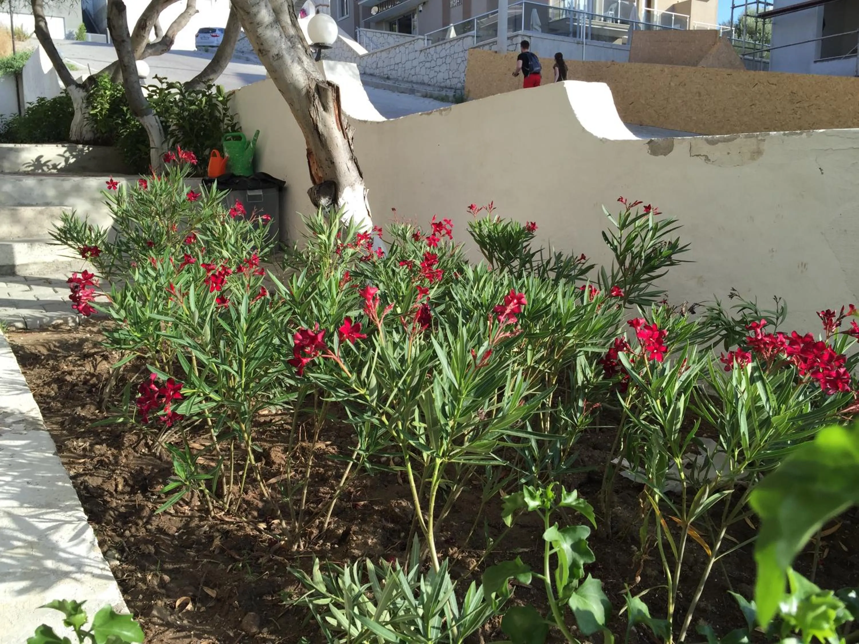 Garden in Cicek Apart Hotel