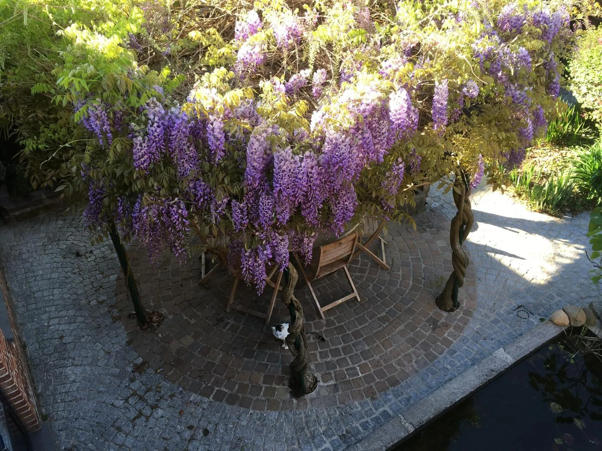 B&B Wisteria