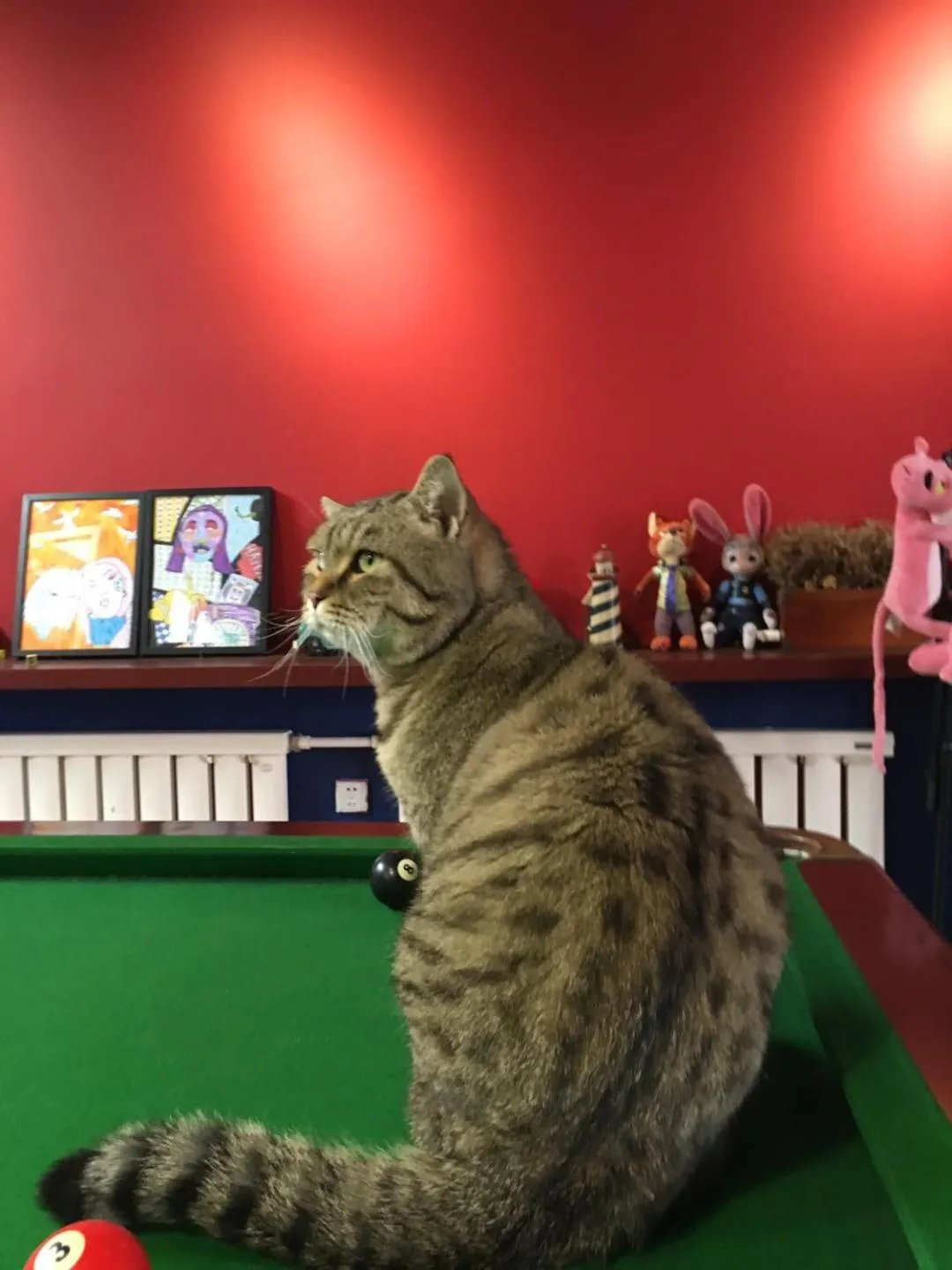 Pets in 大连天天国际青年旅社