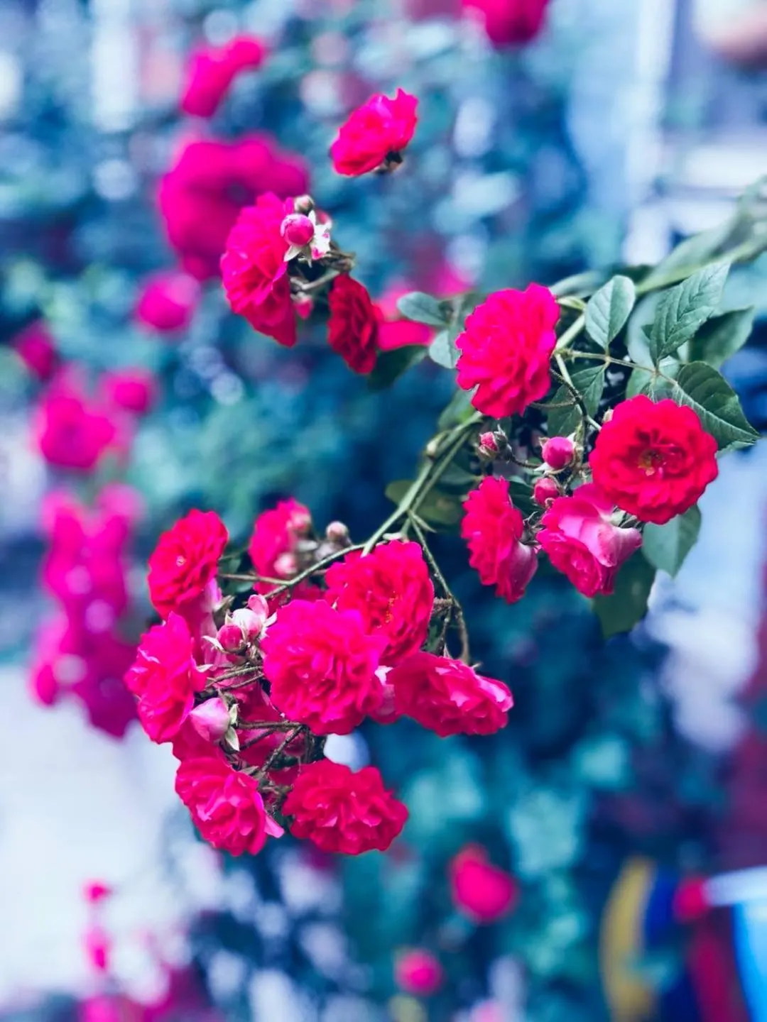Garden view in 大连天天国际青年旅社