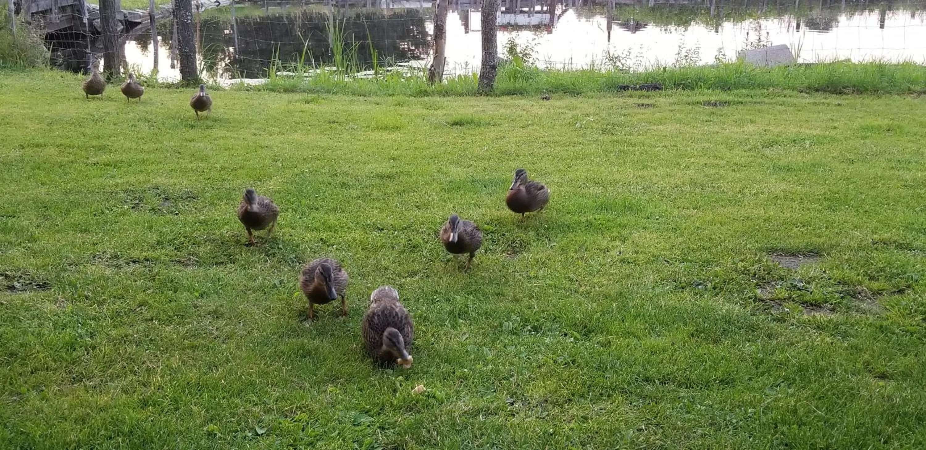 DOMEK ROZTOCZE
