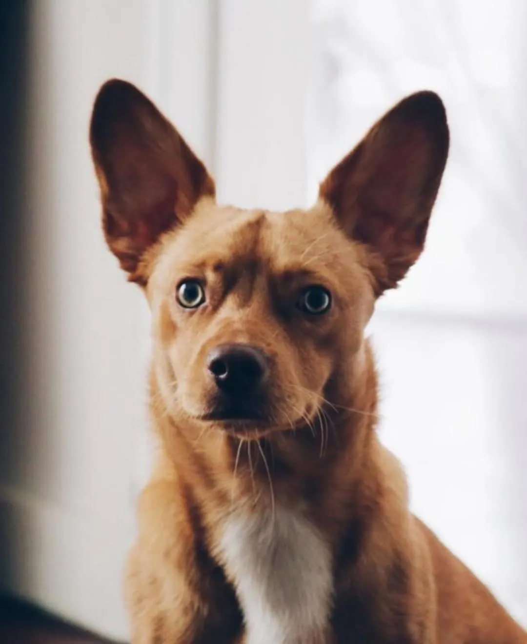 Pets in Mykonos Hotel Apart - Maestro