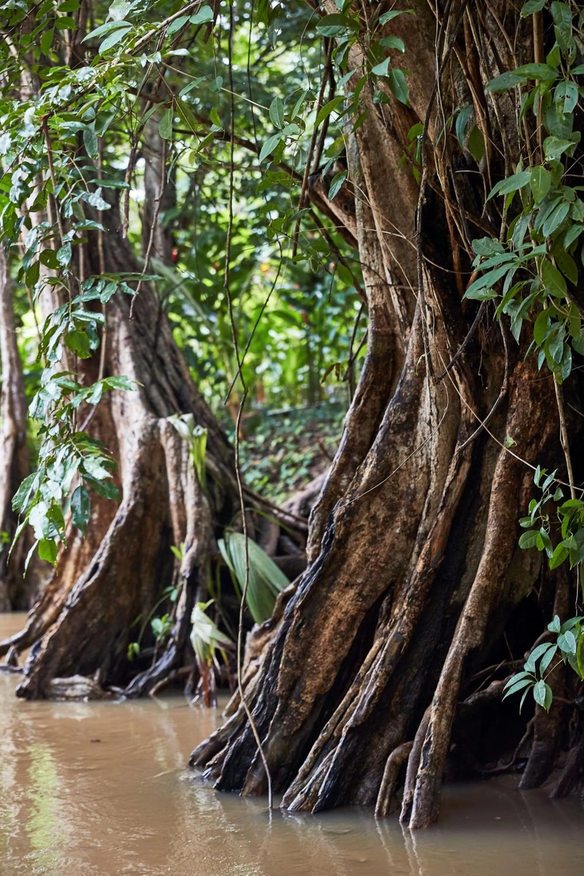 Property building in InterContinental Dominica Cabrits Resort & Spa by IHG