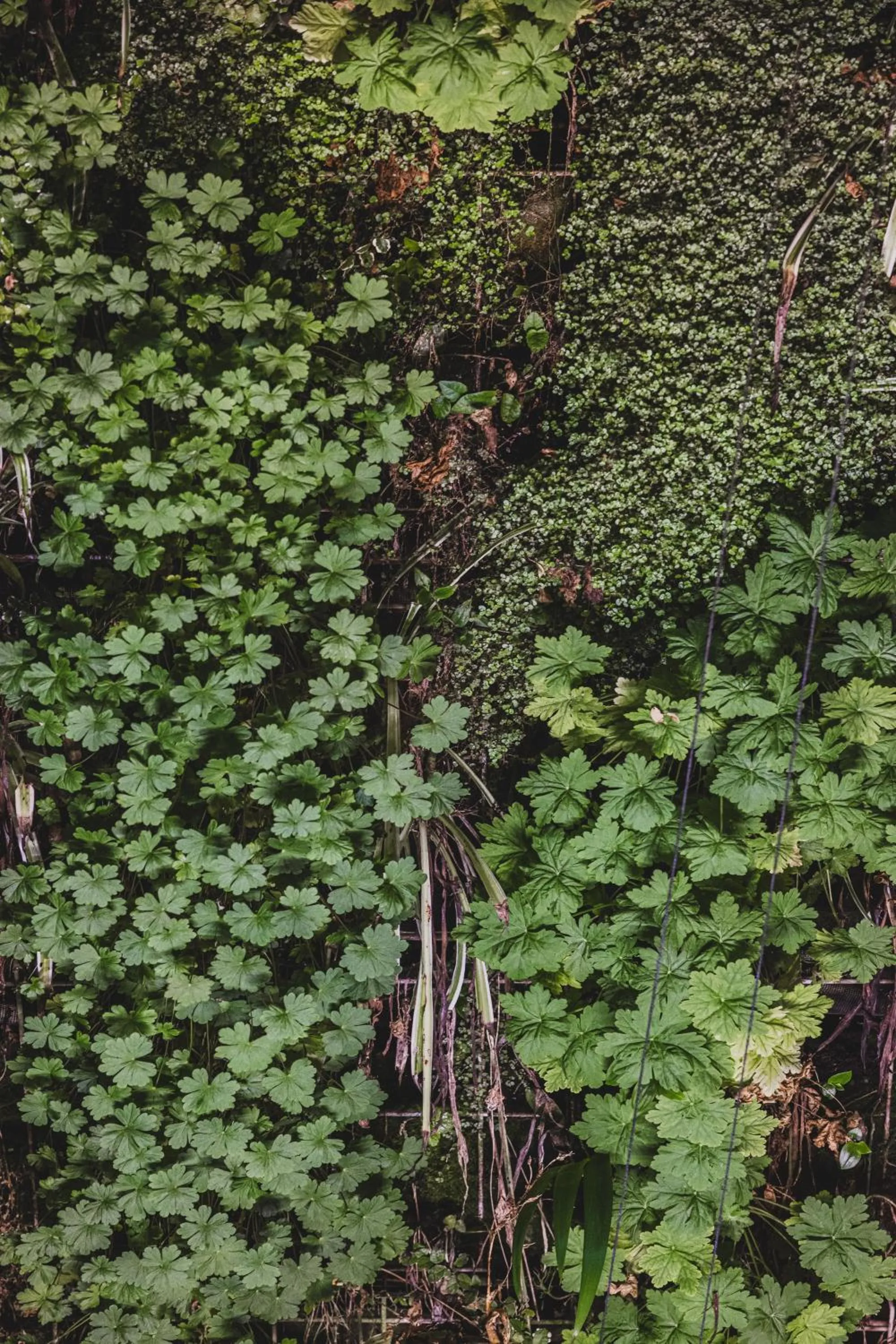 Patio in Hôtel Singulier Bordeaux - Boutique Hôtel & Spa Anne Semonin