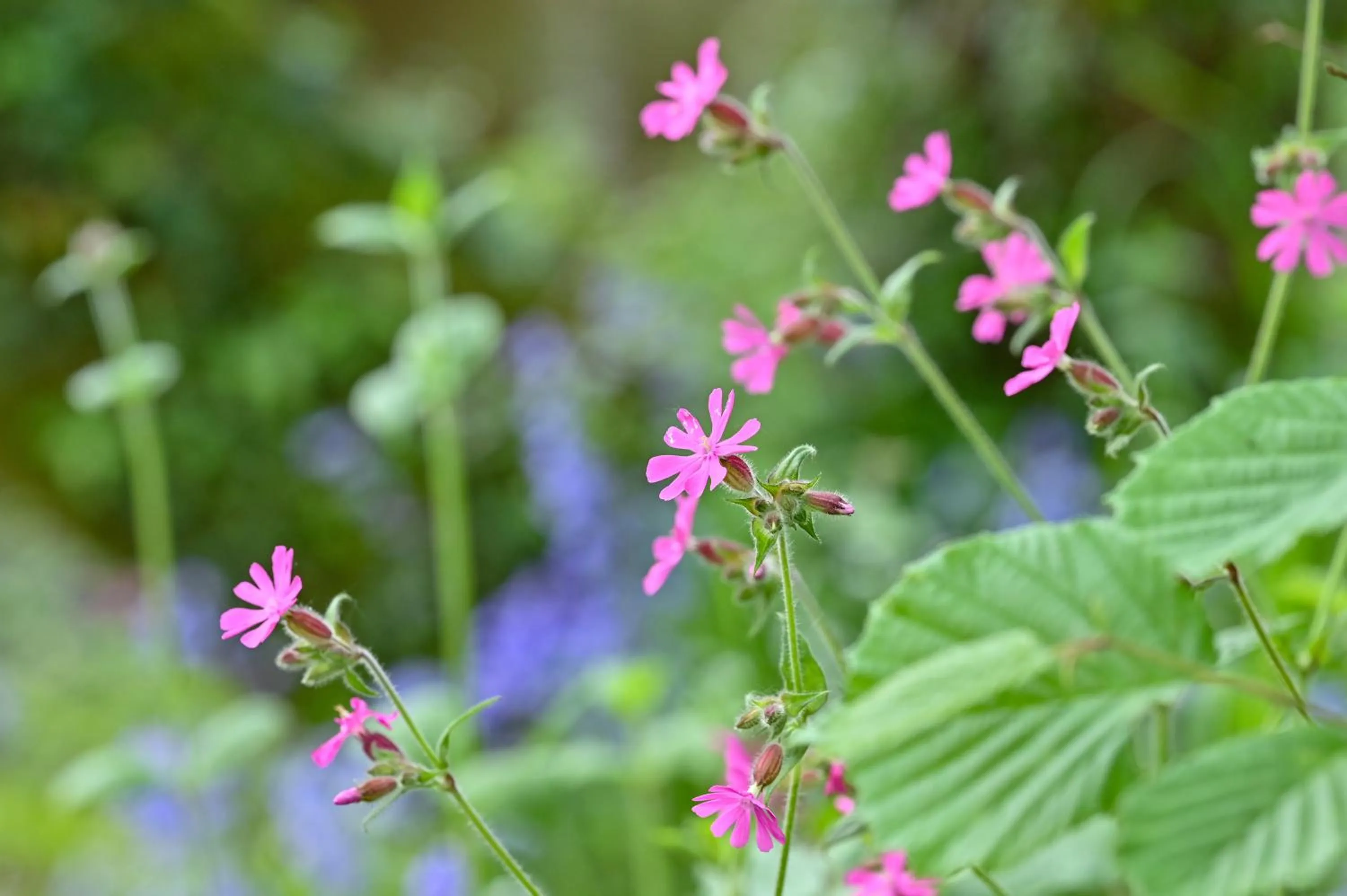 Natural landscape in Wray Valley