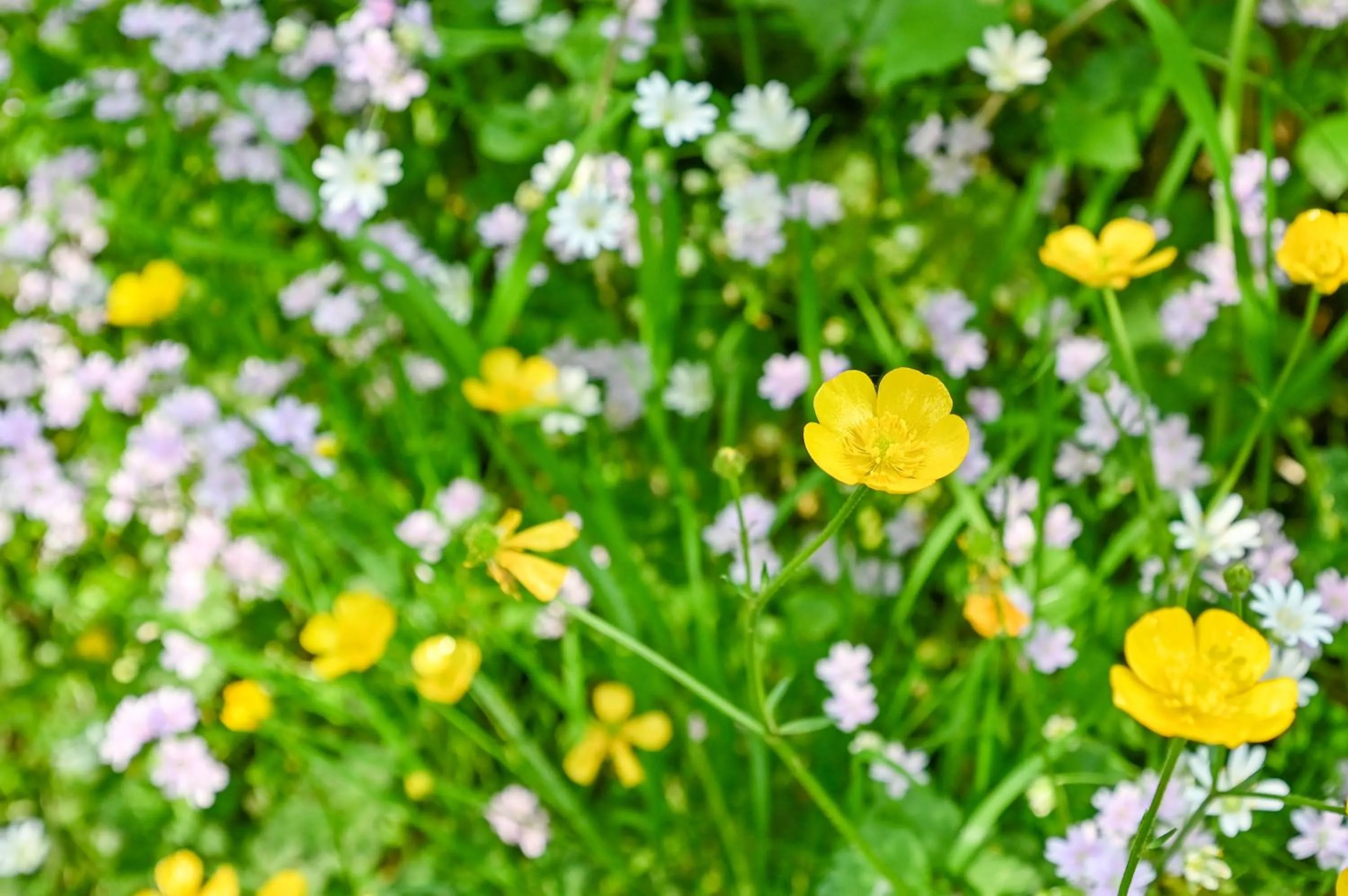 Garden in Wray Valley
