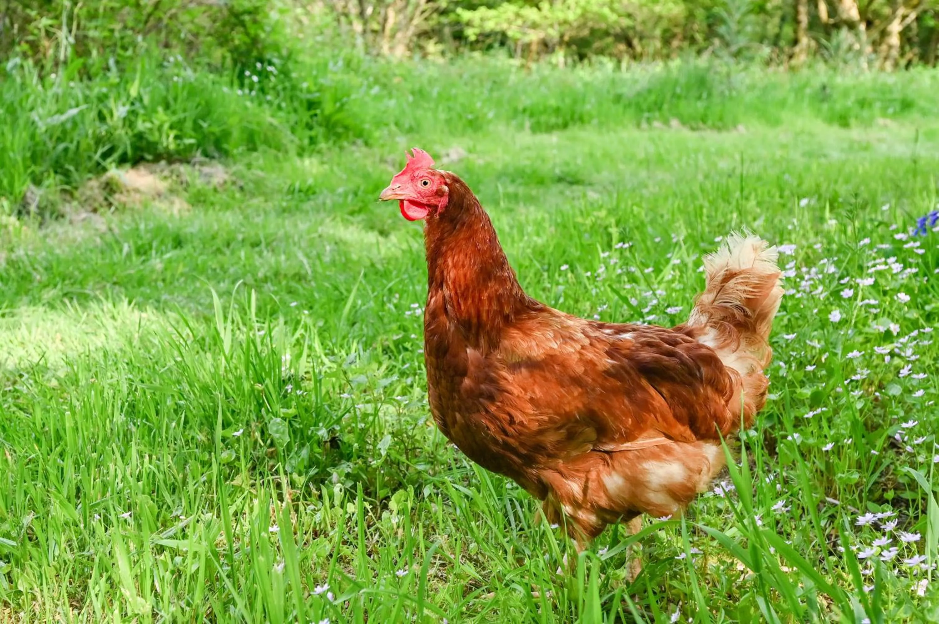 Garden in Wray Valley