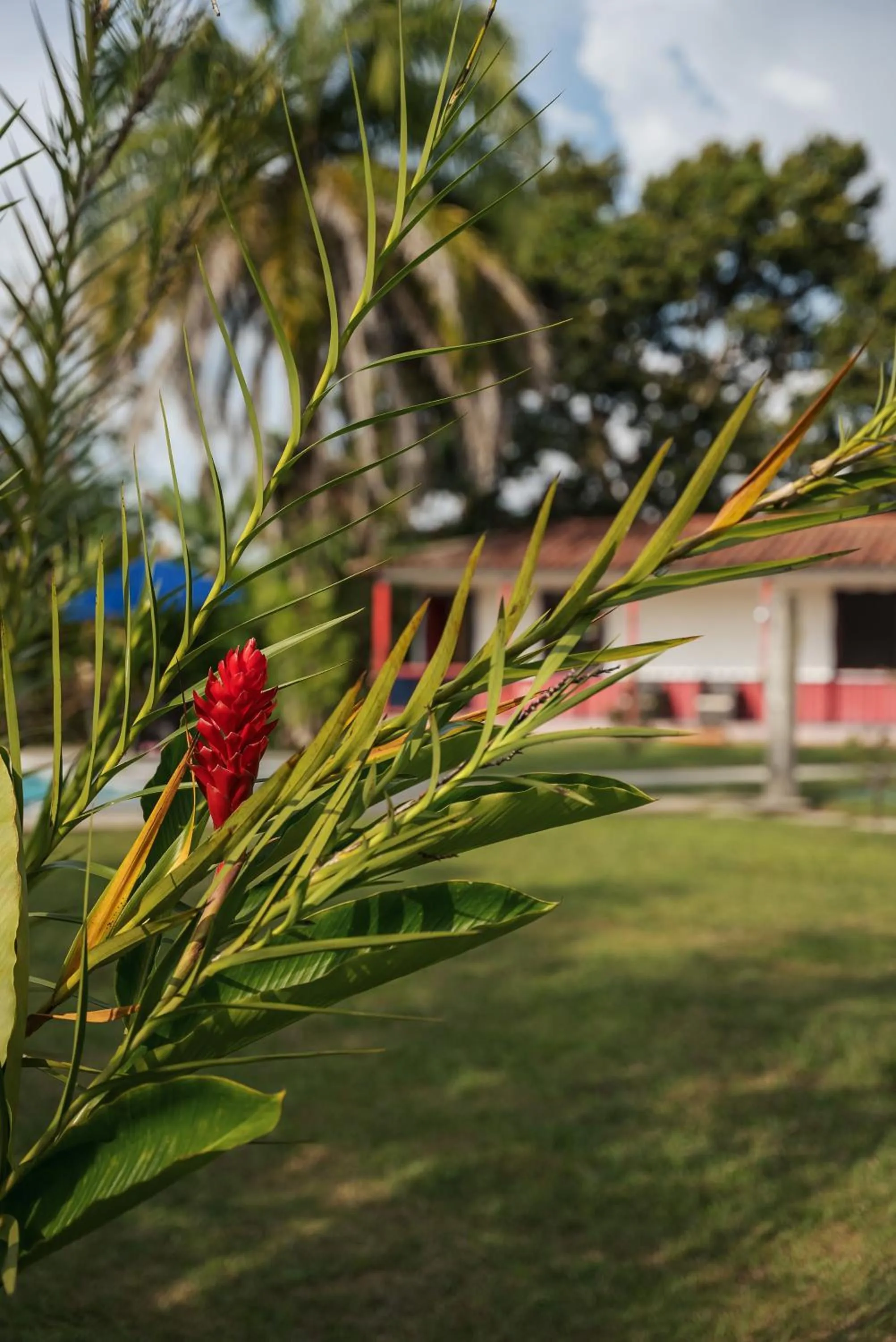 Garden in Finca Hotel