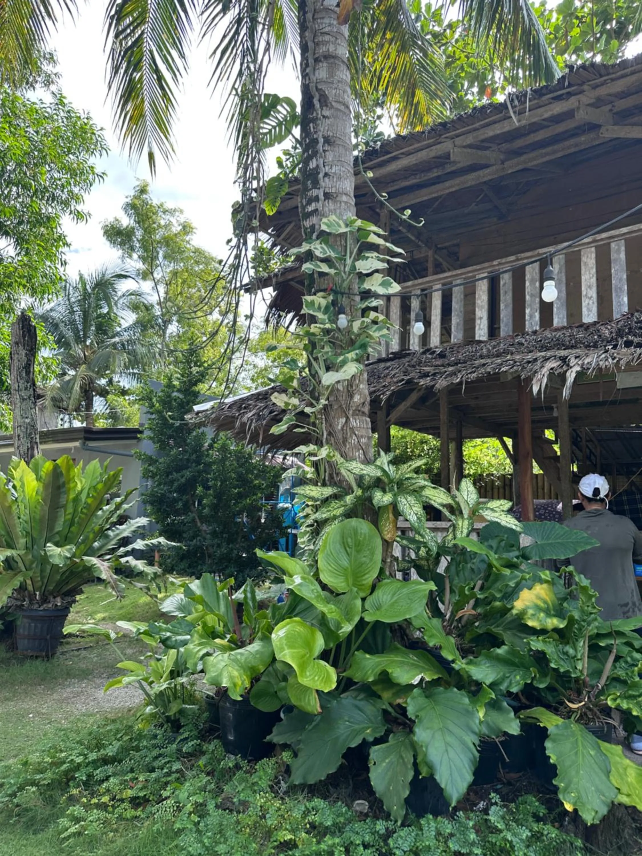Garden in Sabas Beach and Campsite