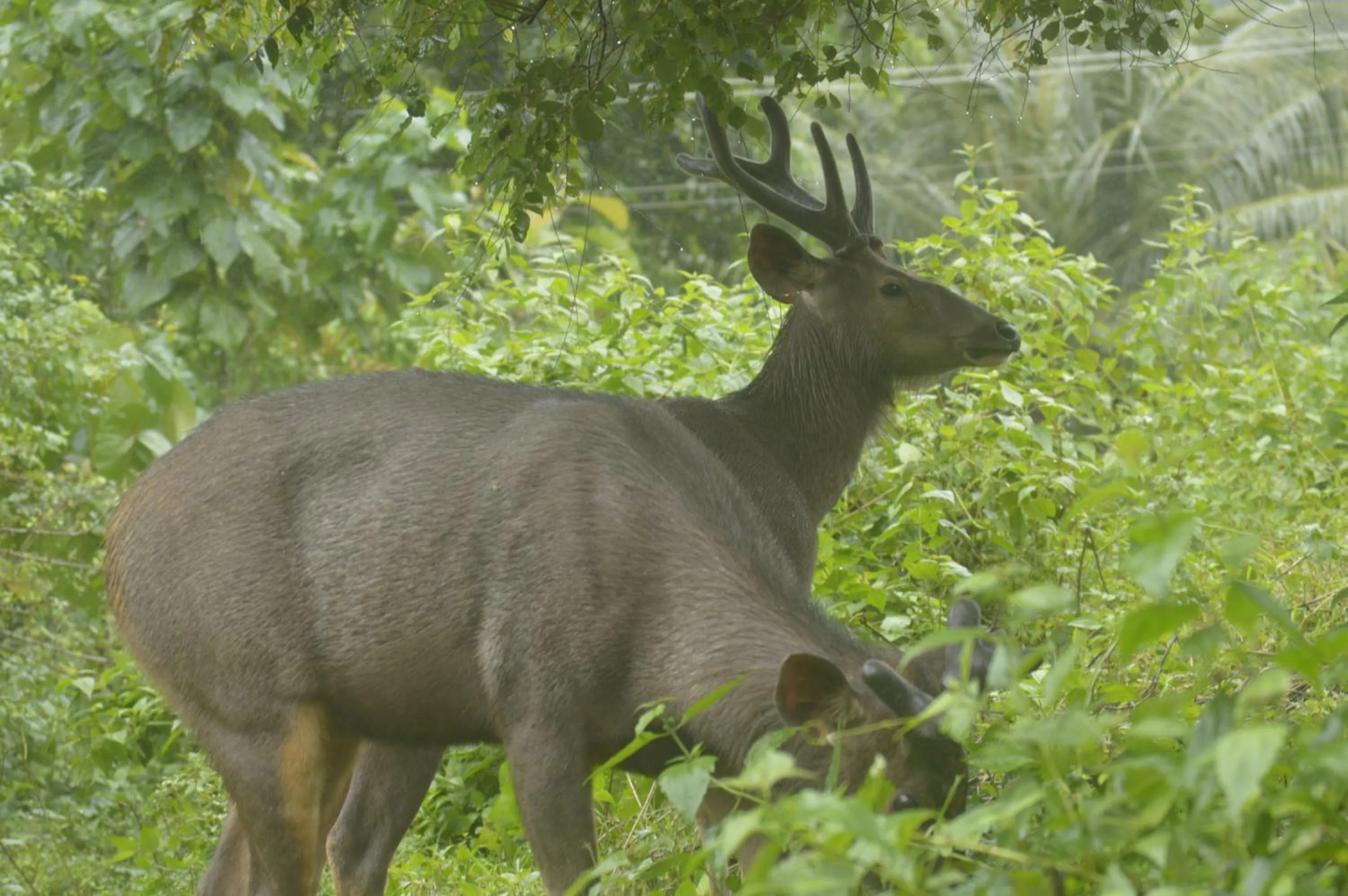 Nearby landmark in Athirappilly Rainland Resort