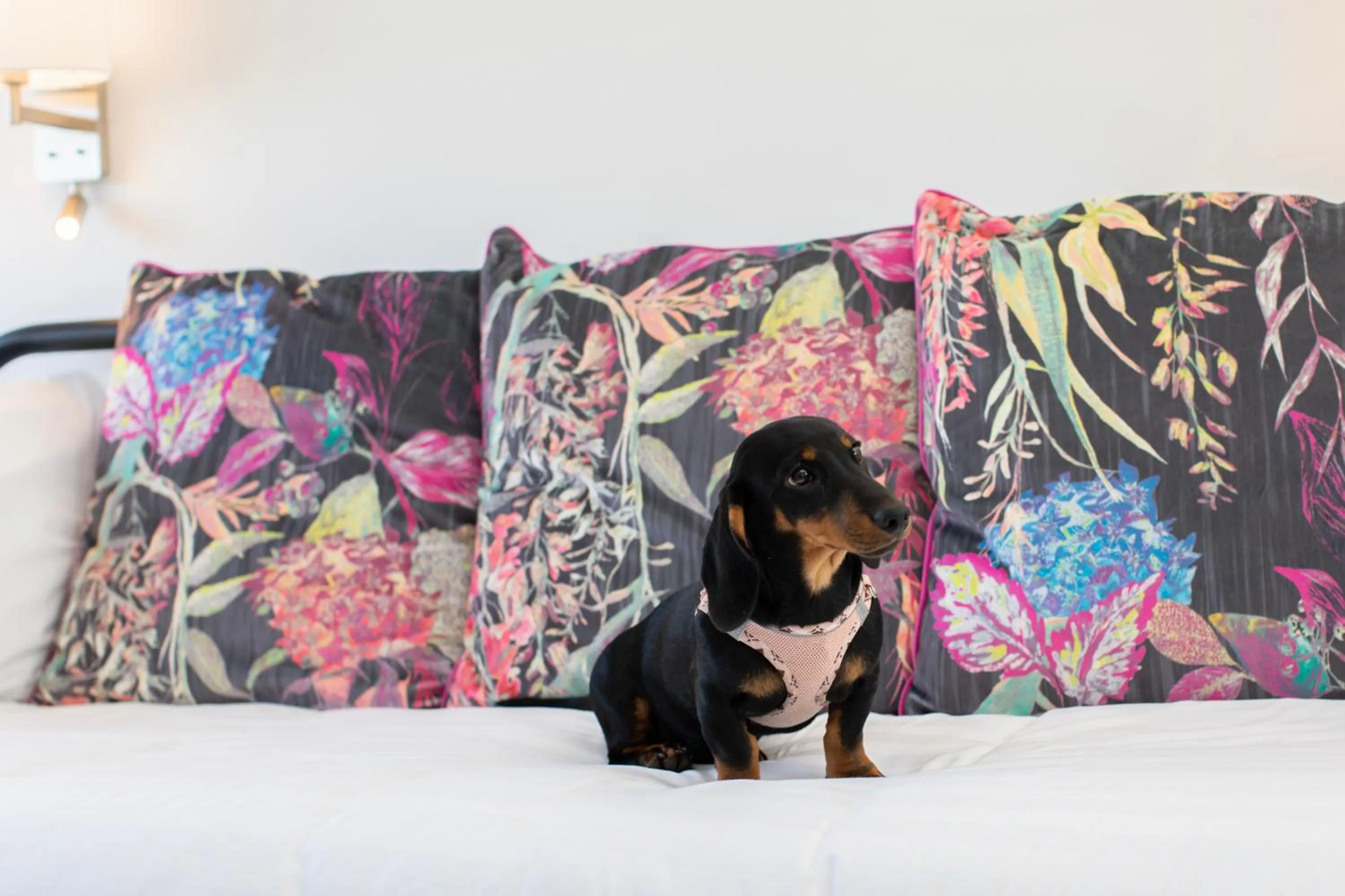 Pets in Beaches Chalets