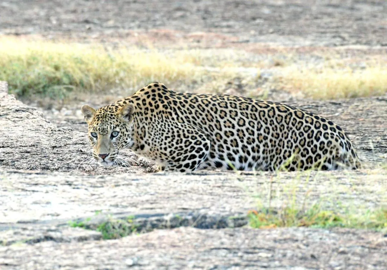 Leopards Paradise