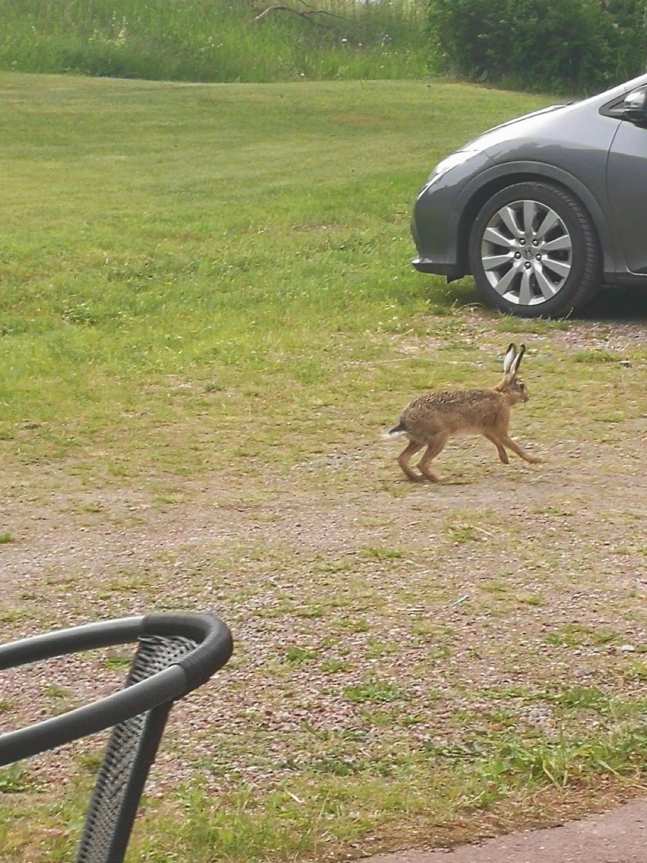 Animals in Sjugare Gård Bed & Breakfast
