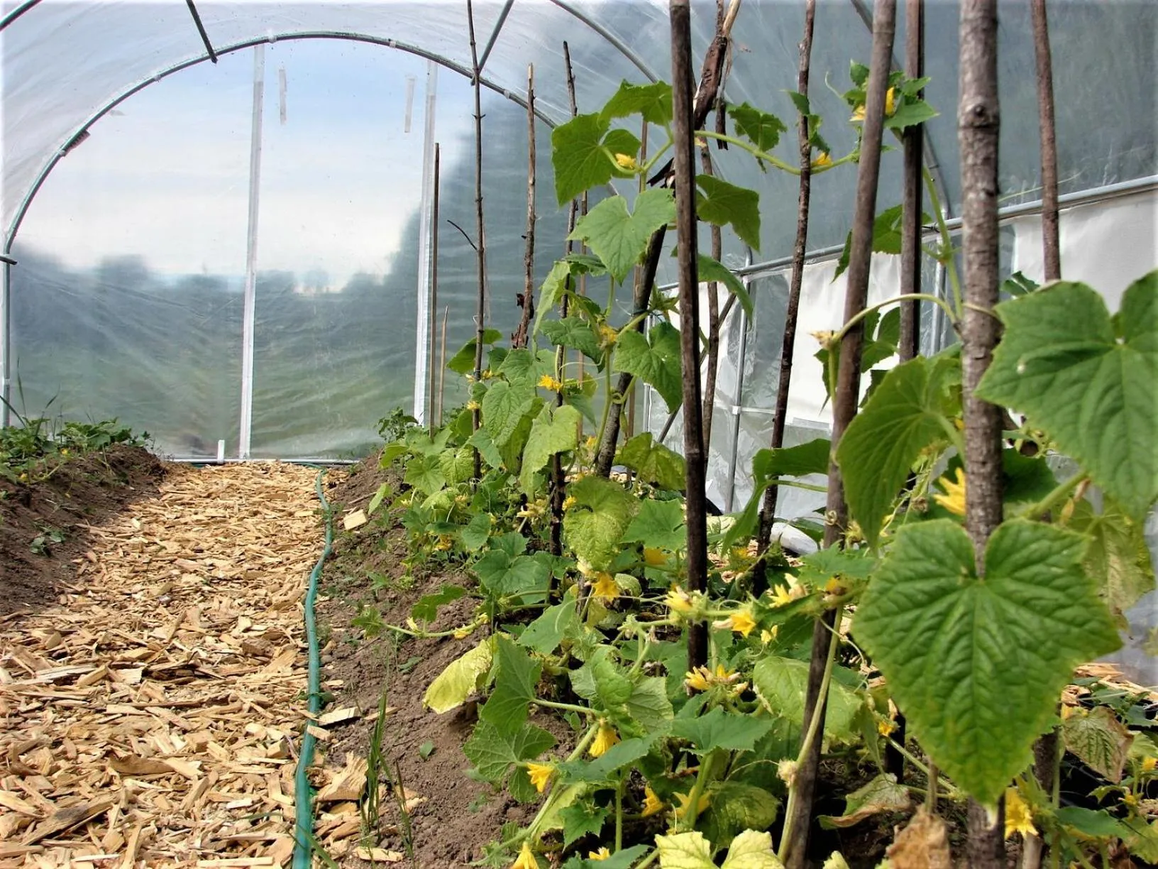 Garden in Sjugare Gård Bed & Breakfast