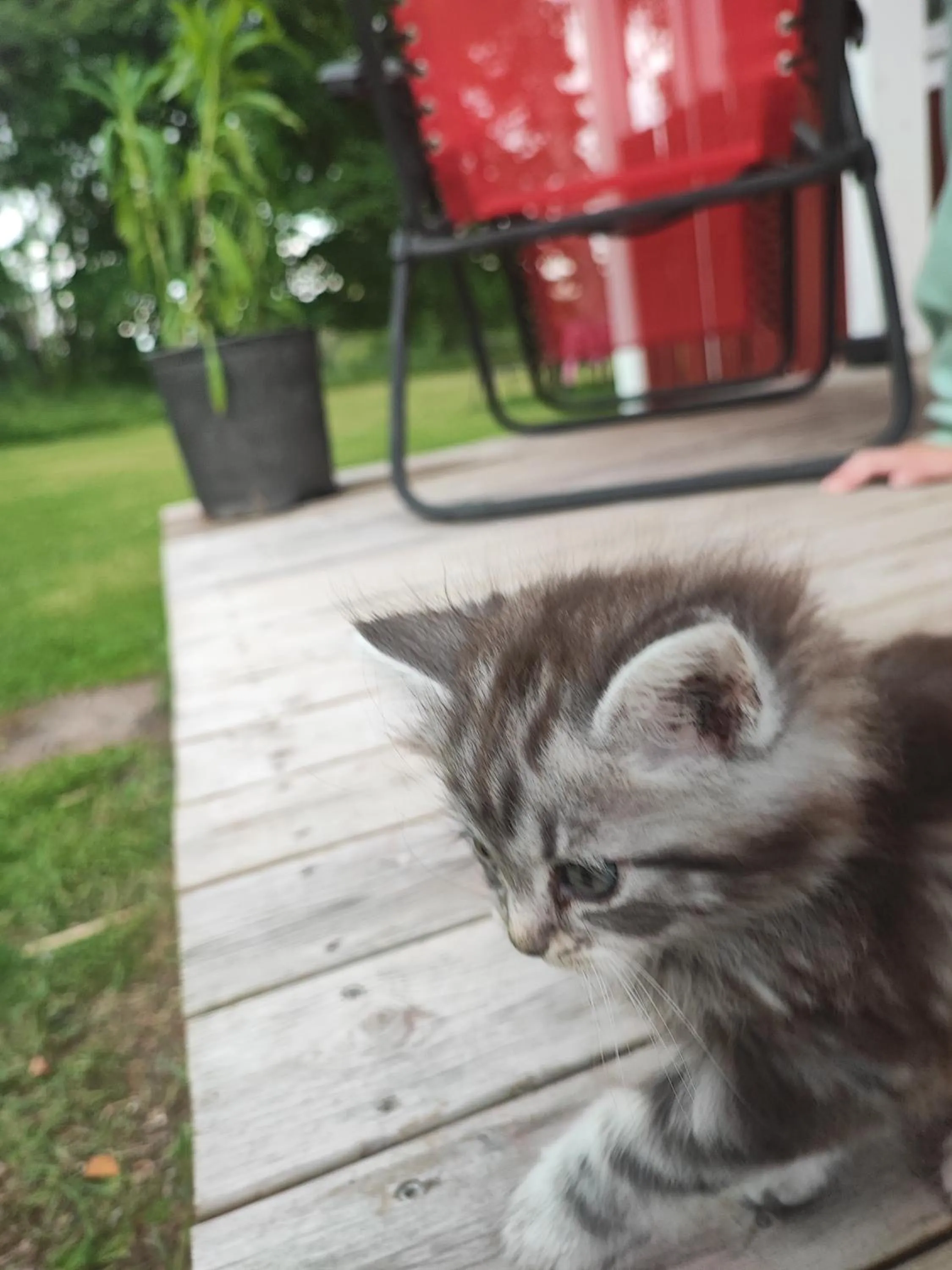 Pets in Sjugare Gård Bed & Breakfast