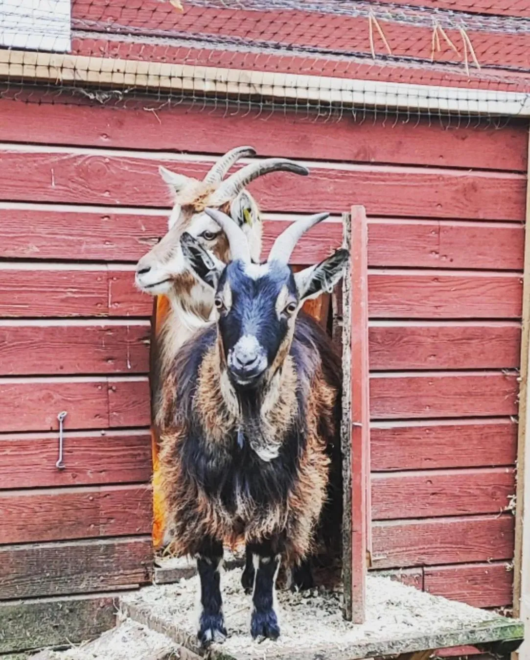 Pets in Sjugare Gård Bed & Breakfast