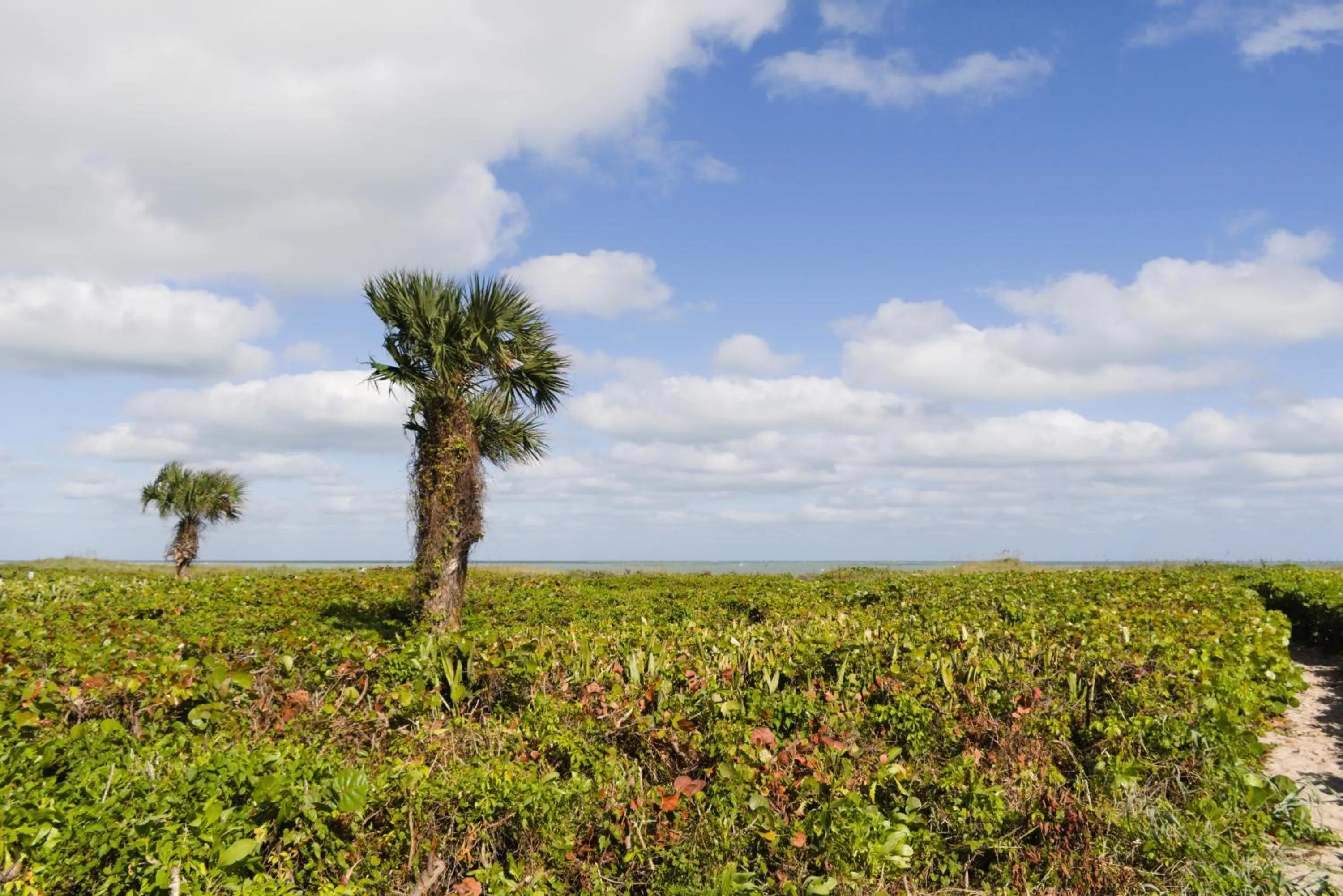 Natural landscape in The Caribbean Court Boutique Hotel