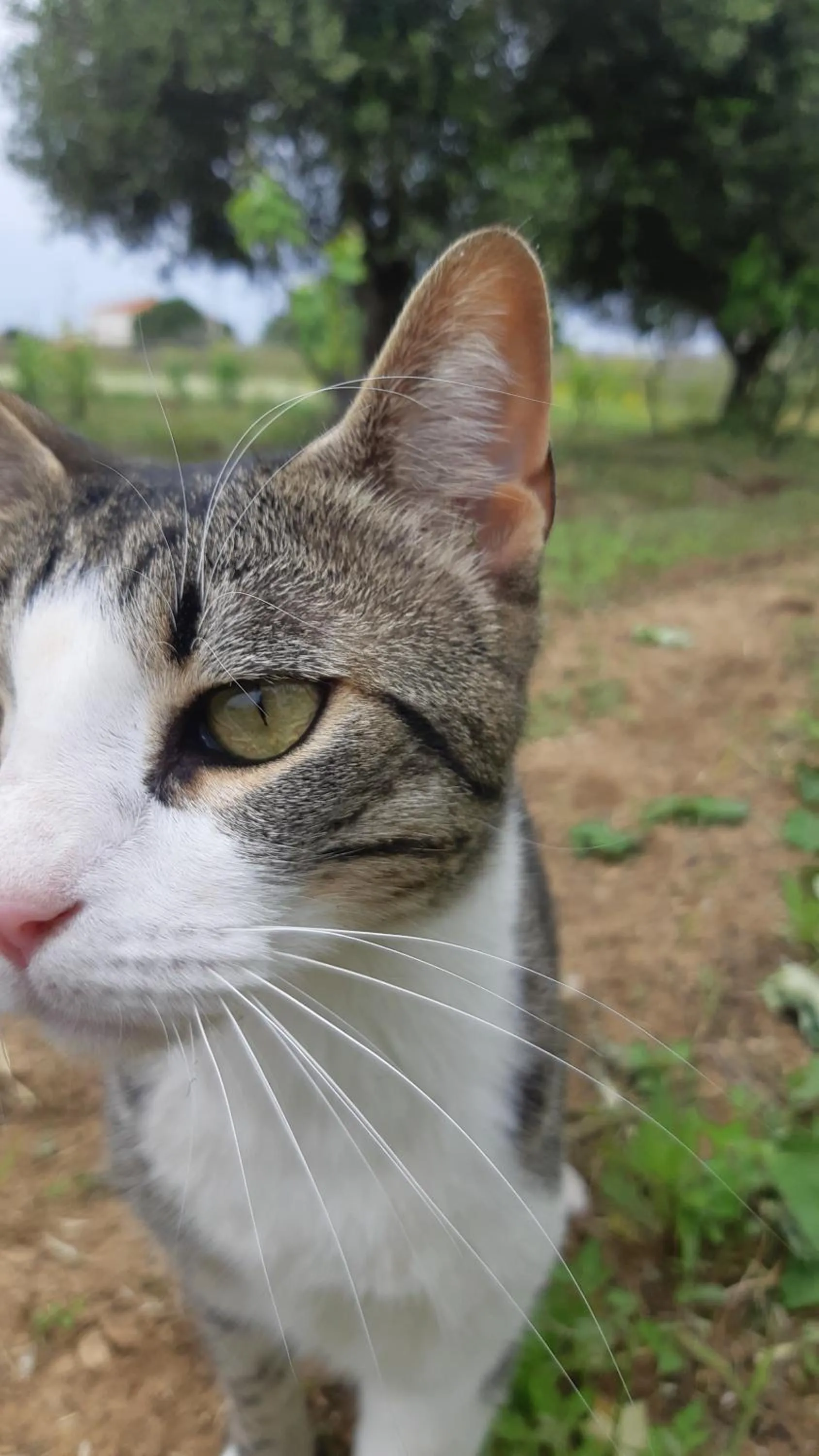 Garden in Voula Accommodation