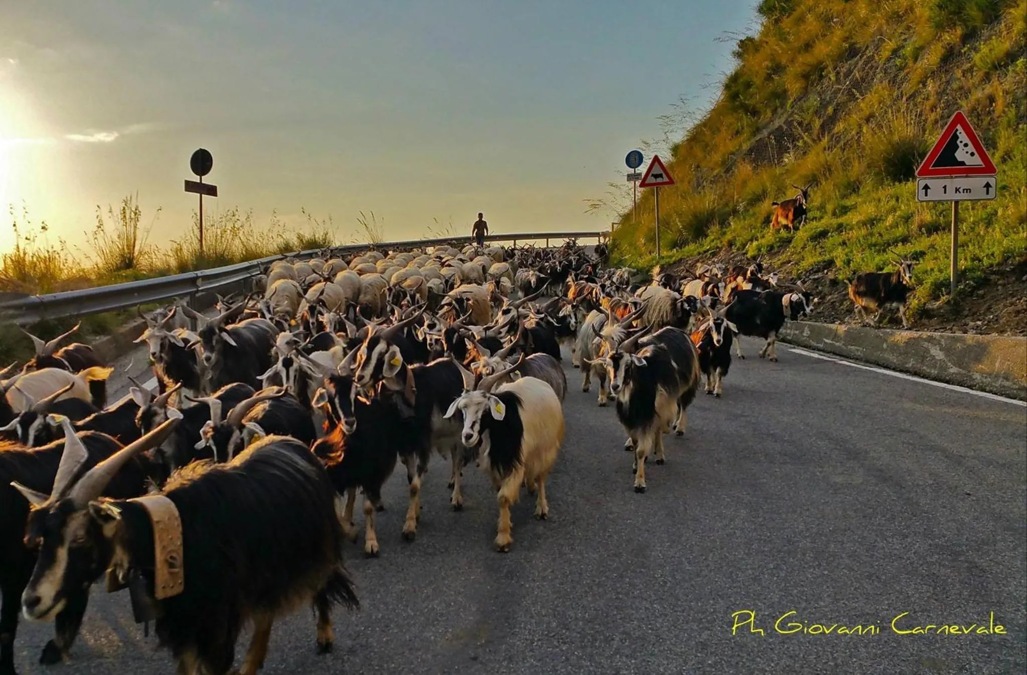 Animals in B&B La Mia Valigia