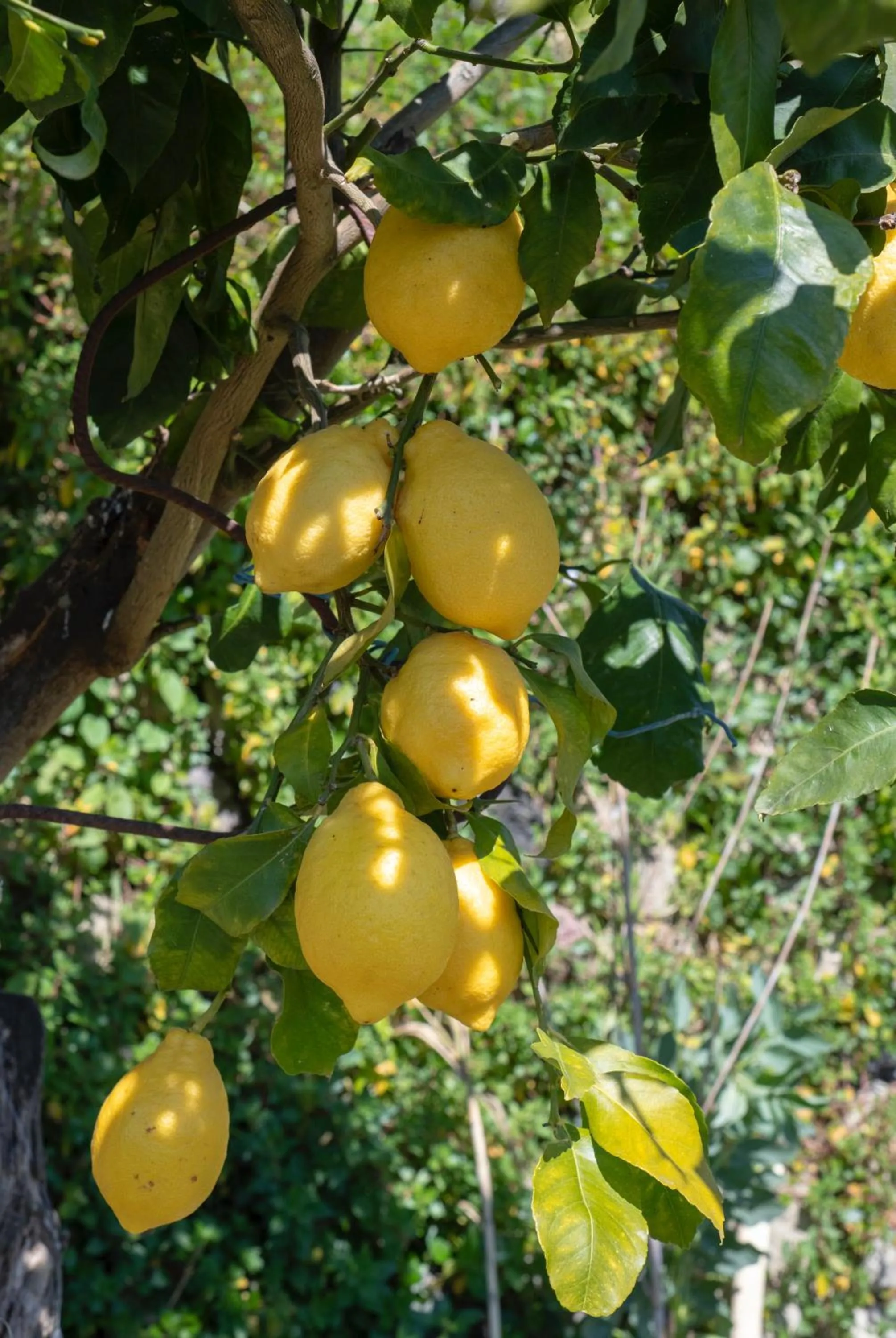 Garden in Sorrento Hills