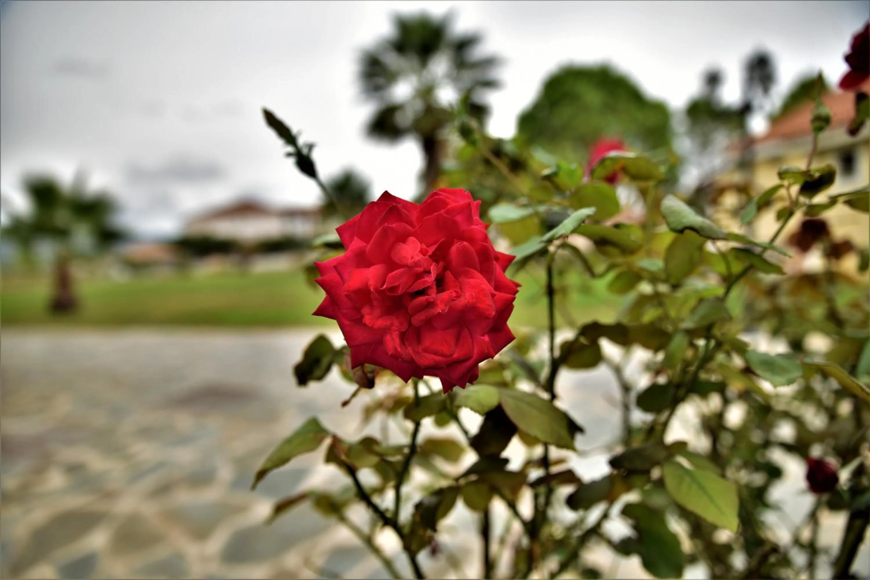 Spring in Elpida Hotel