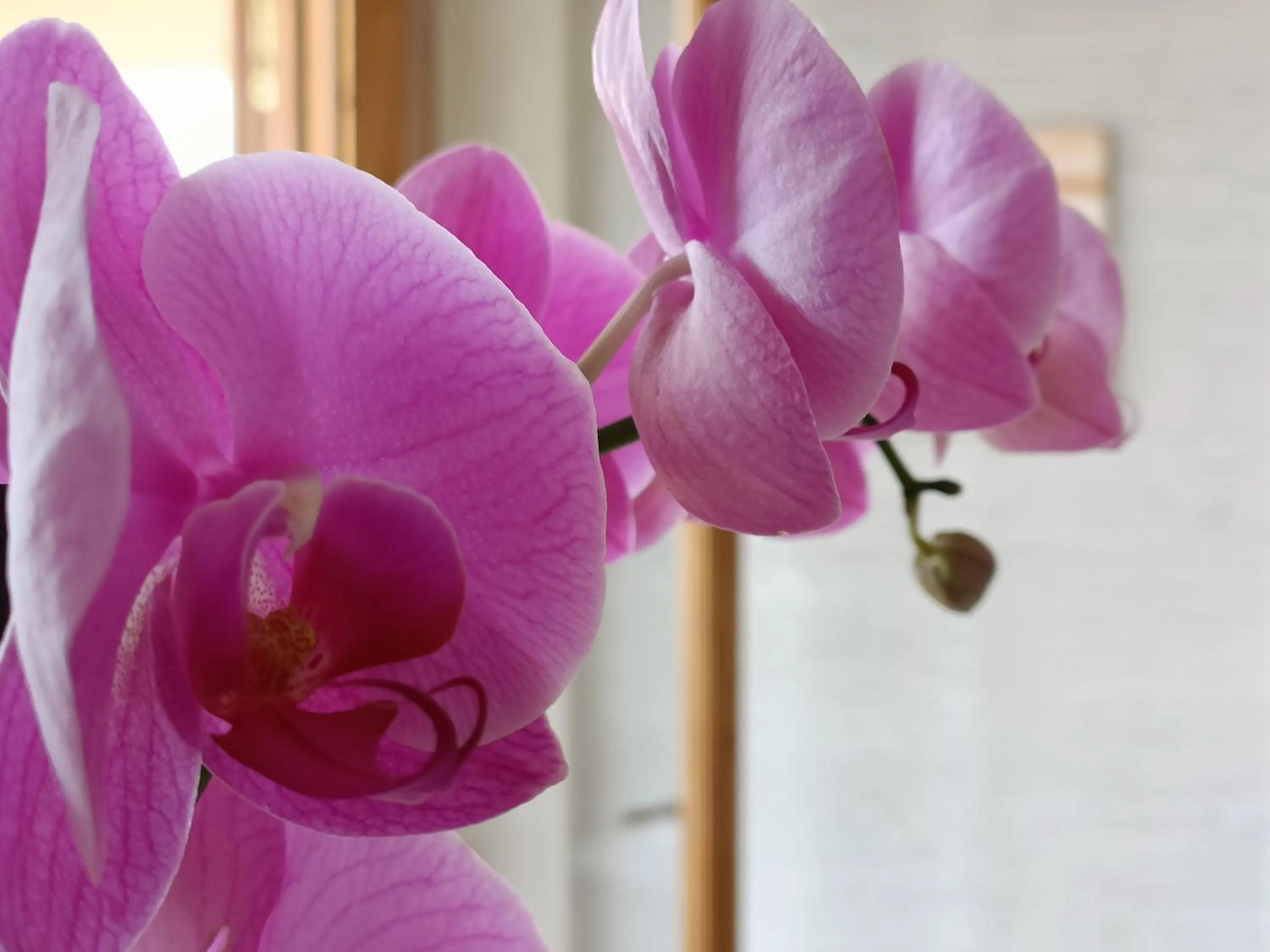 B&B villa orchidea