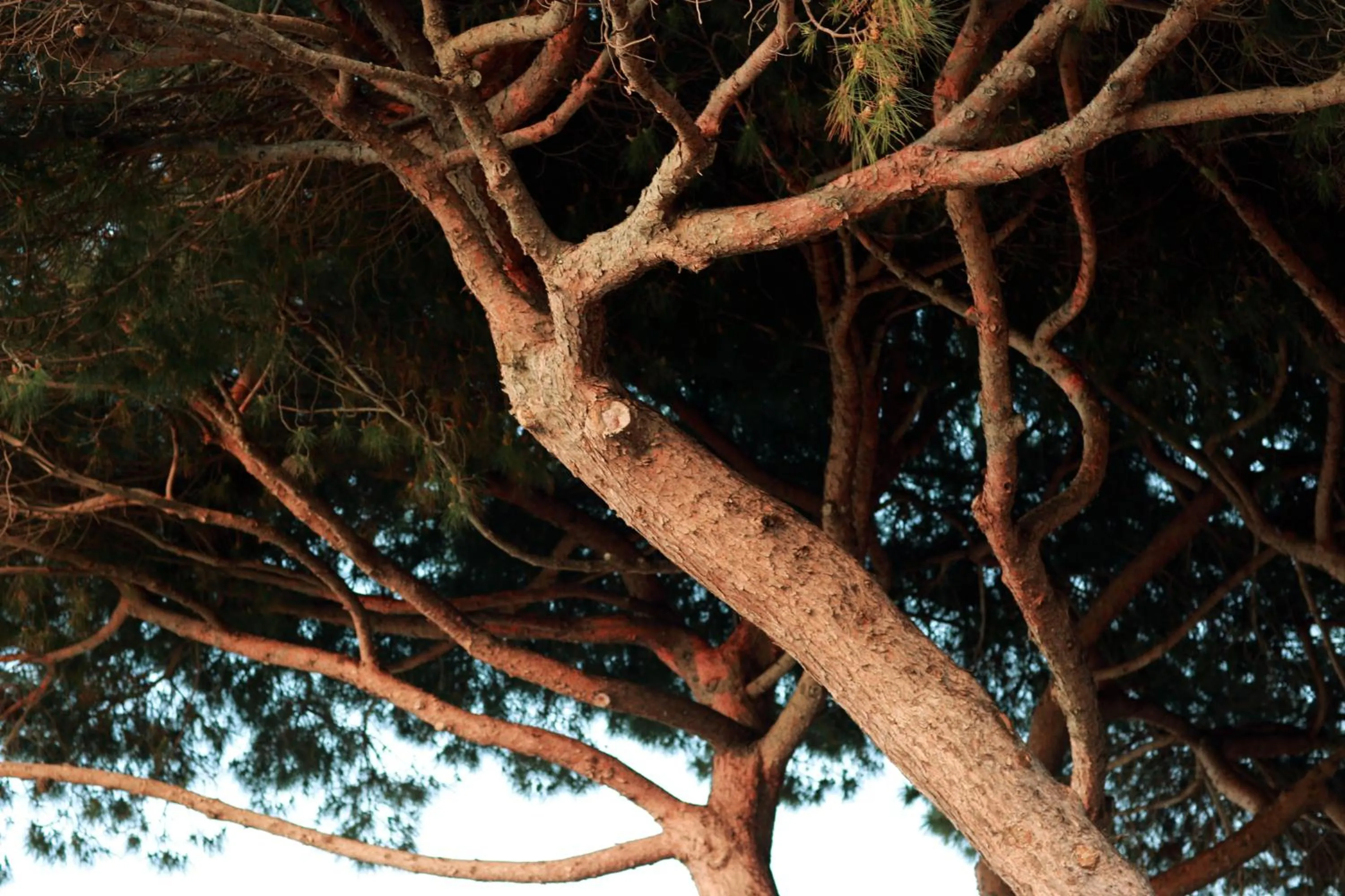 Garden in Hôtel Le Provençal - Rénové en 2025 - Bord de Mer
