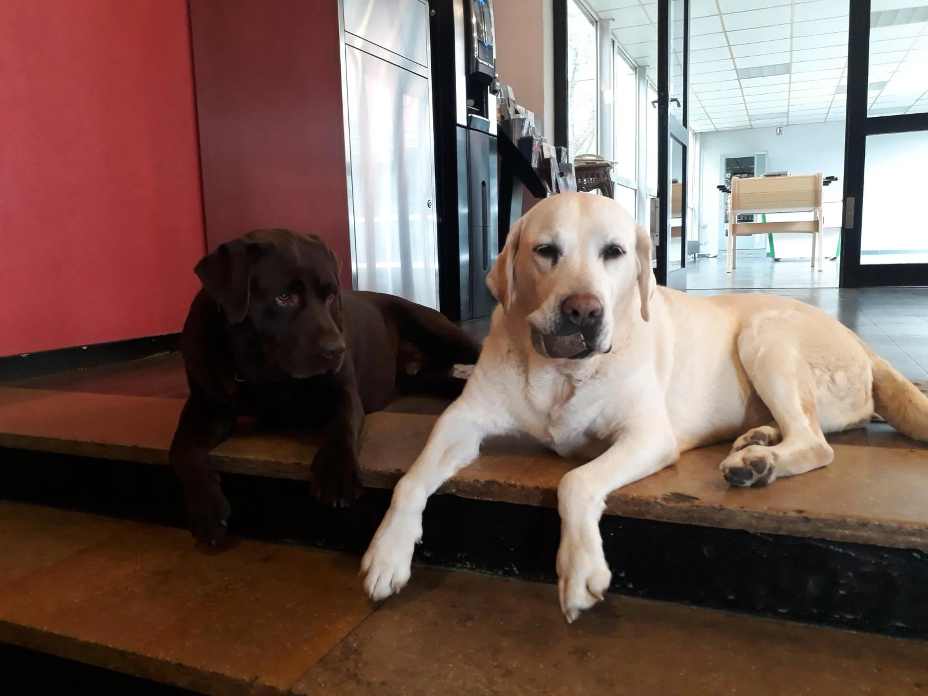 Animals in Cit'Hotel Escatel