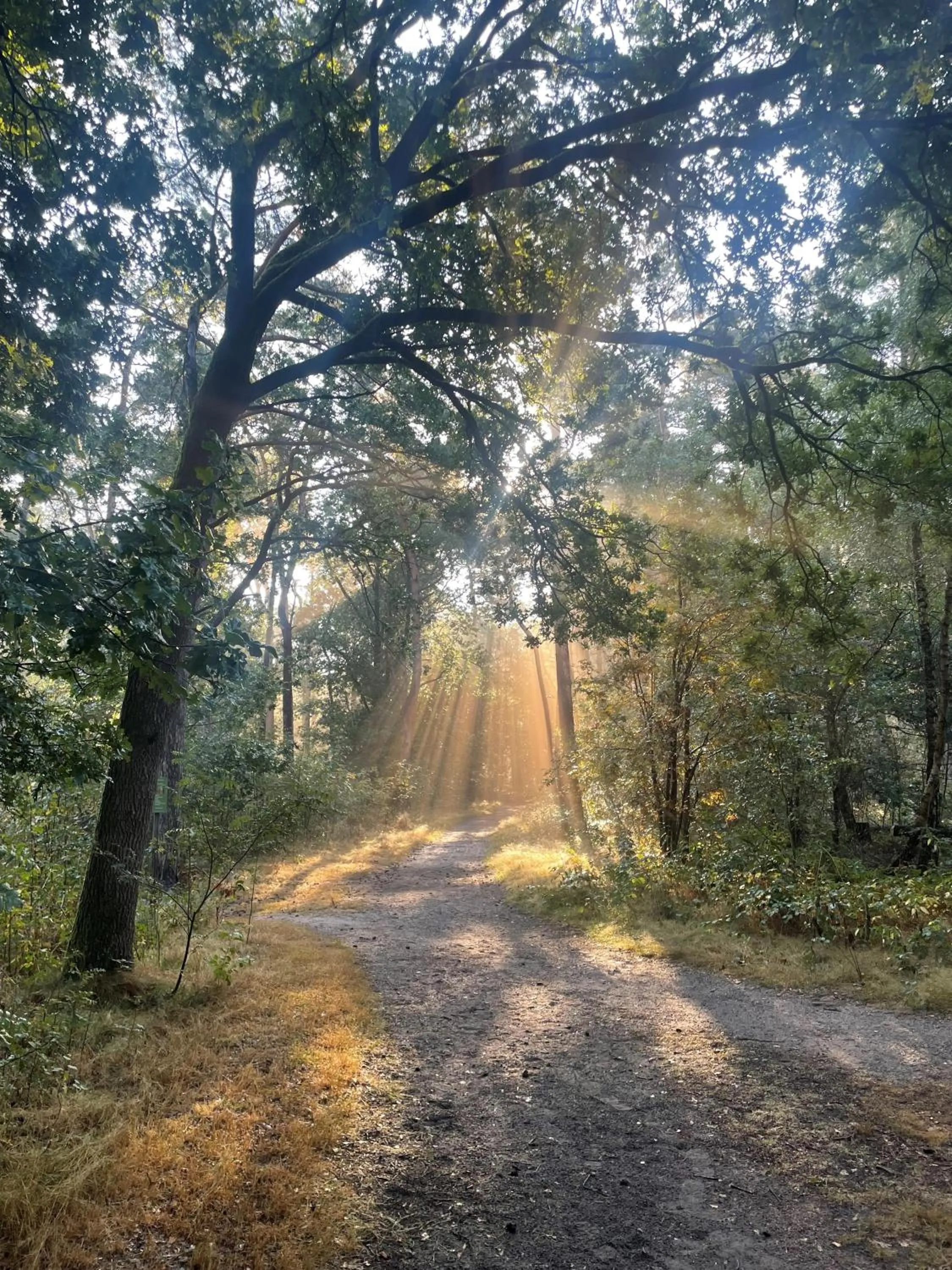 Natural landscape in Duynparc Soest