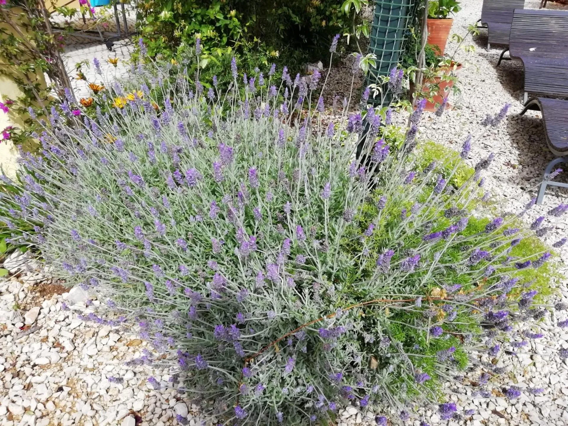 Natural landscape in Quinta da Luz - A Luxury Boutique B&B