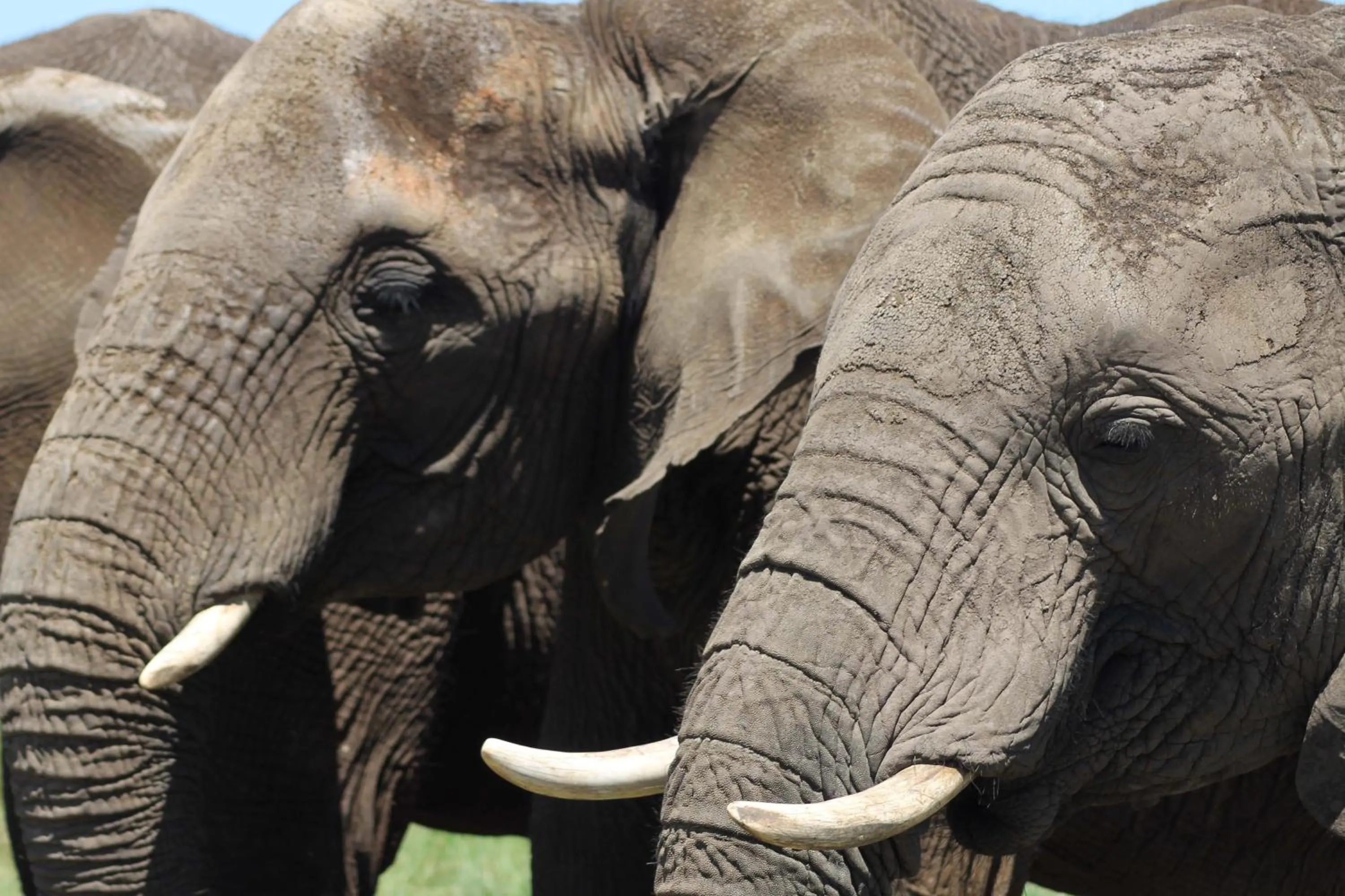 Other in Hlosi Game Lodge - Amakhala Game Reserve