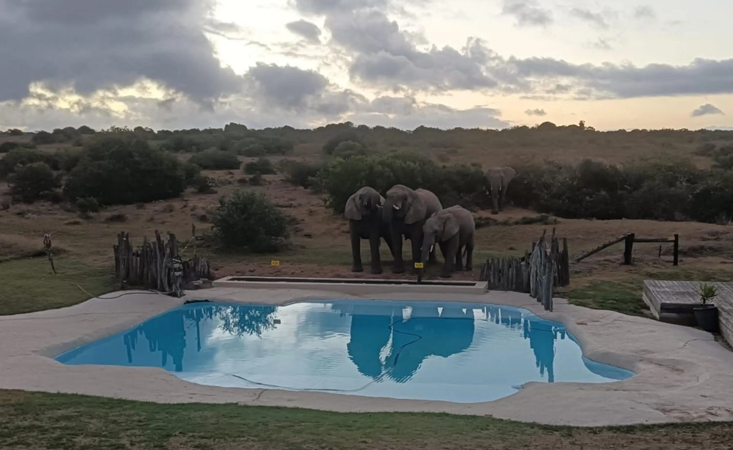 Animals in Hlosi Game Lodge - Amakhala Game Reserve