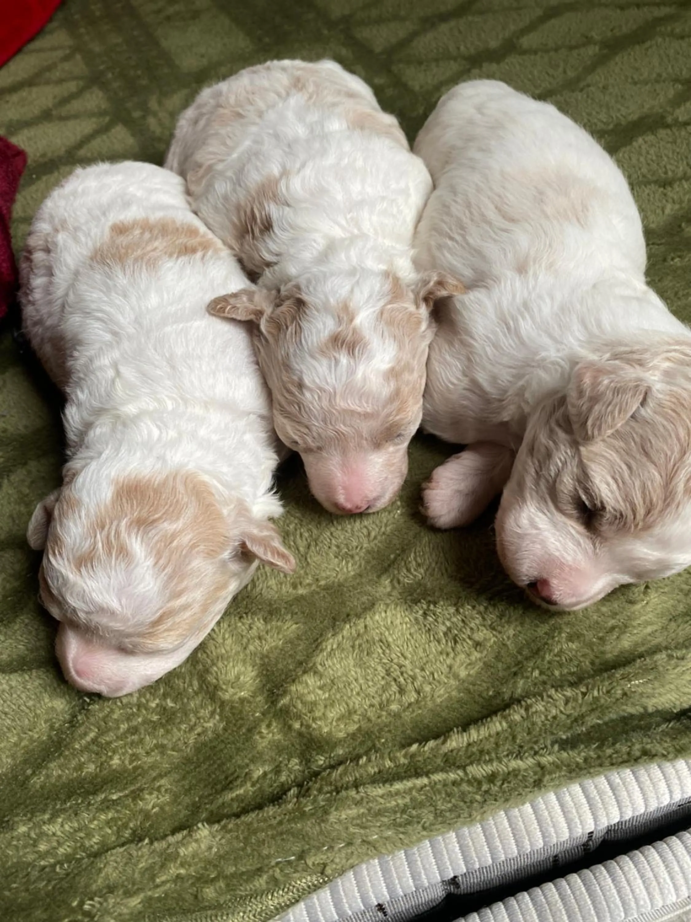 Pets in Tam Coc Charming Bungalow