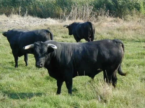 Area and facilities in Le Régence