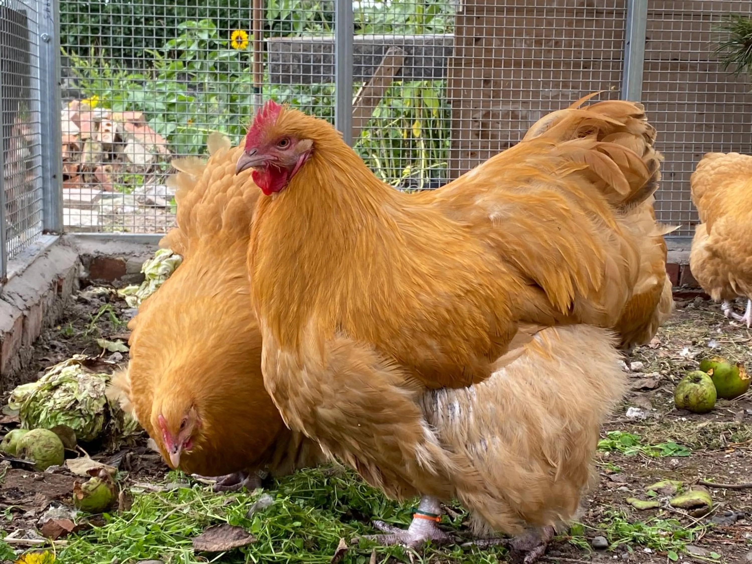 Animals in The Old Vicarage NI B&B