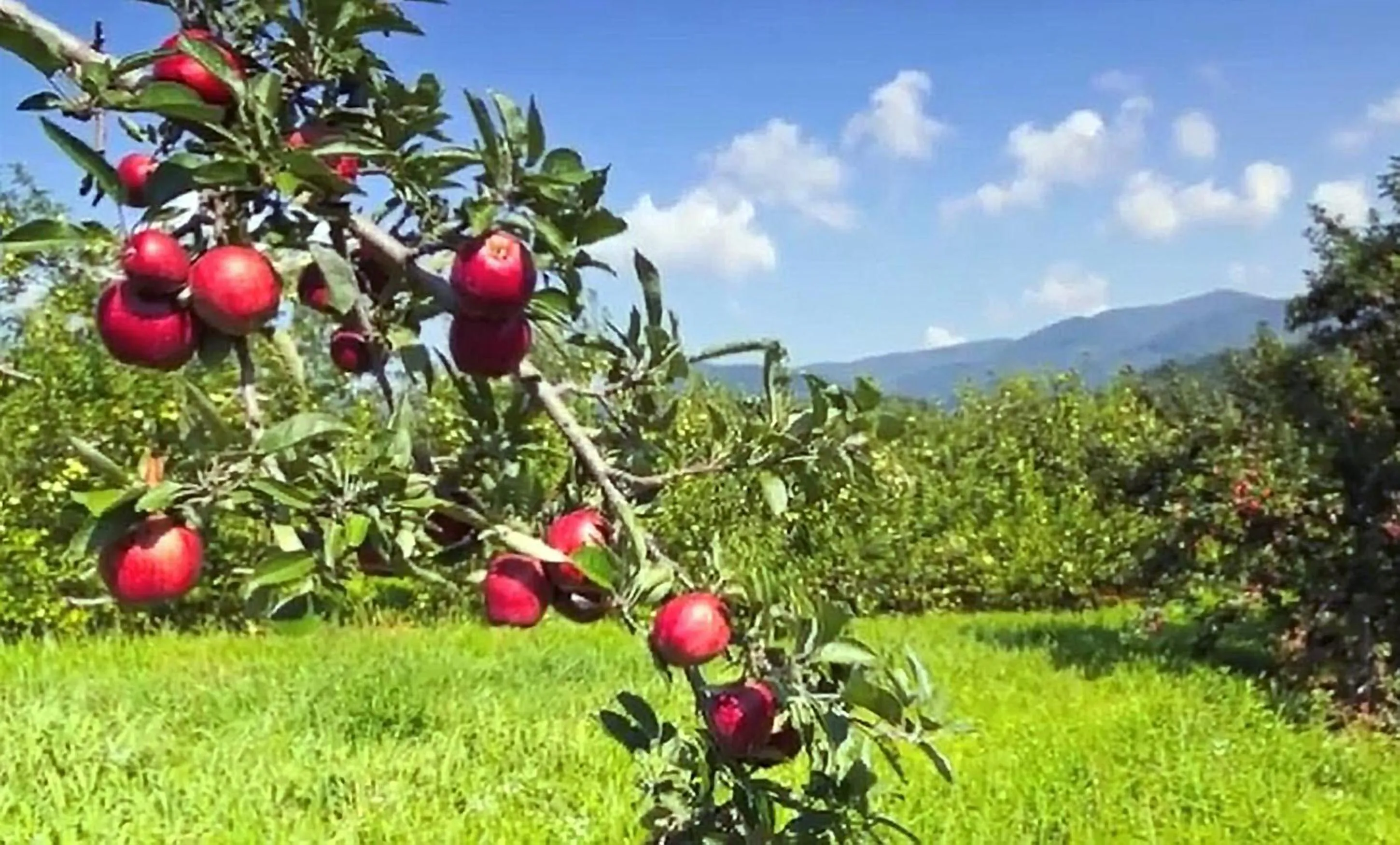 Garden in Graves Mountain Farm & Lodges