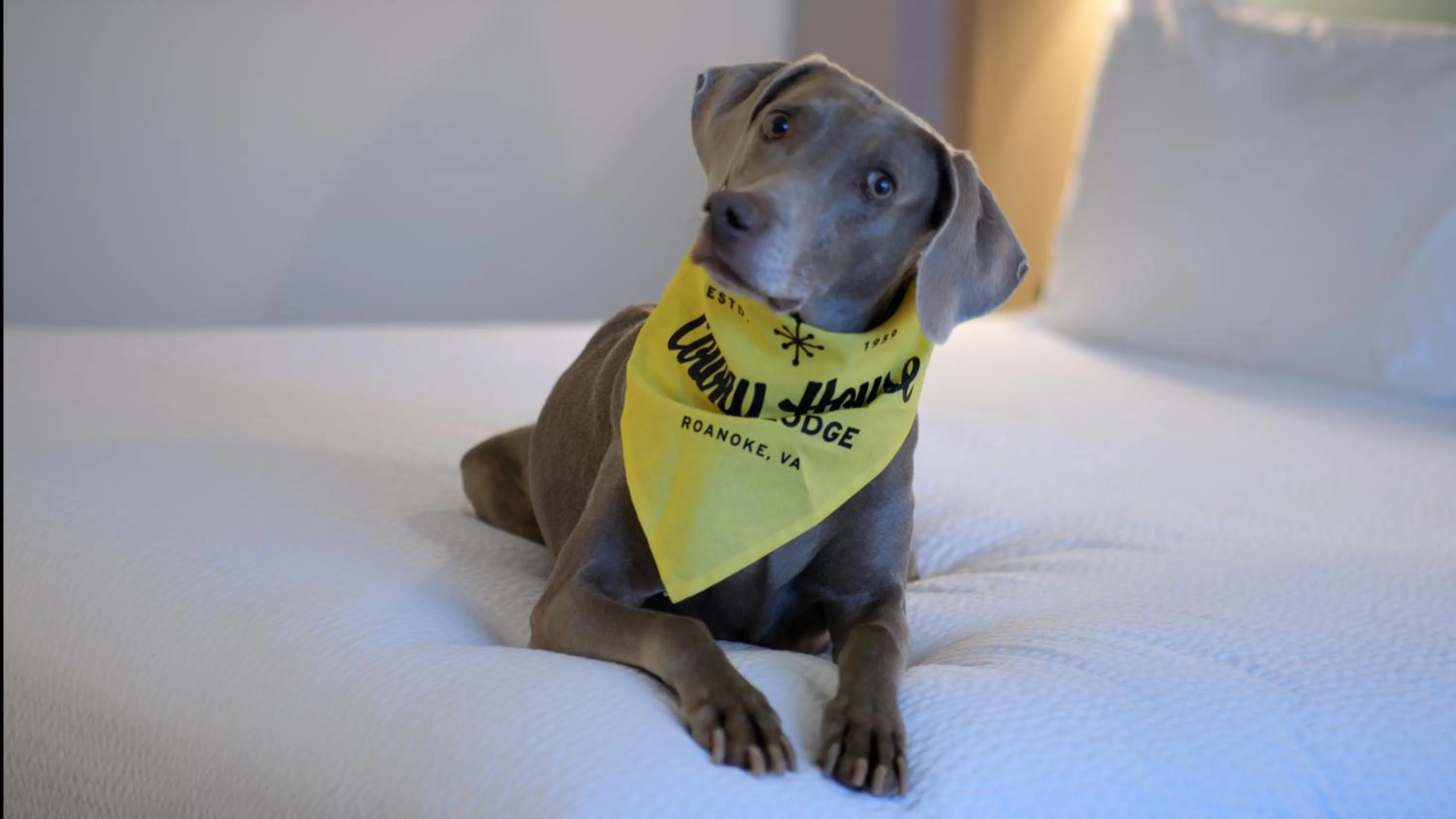 Pets in Colony House Motor Lodge