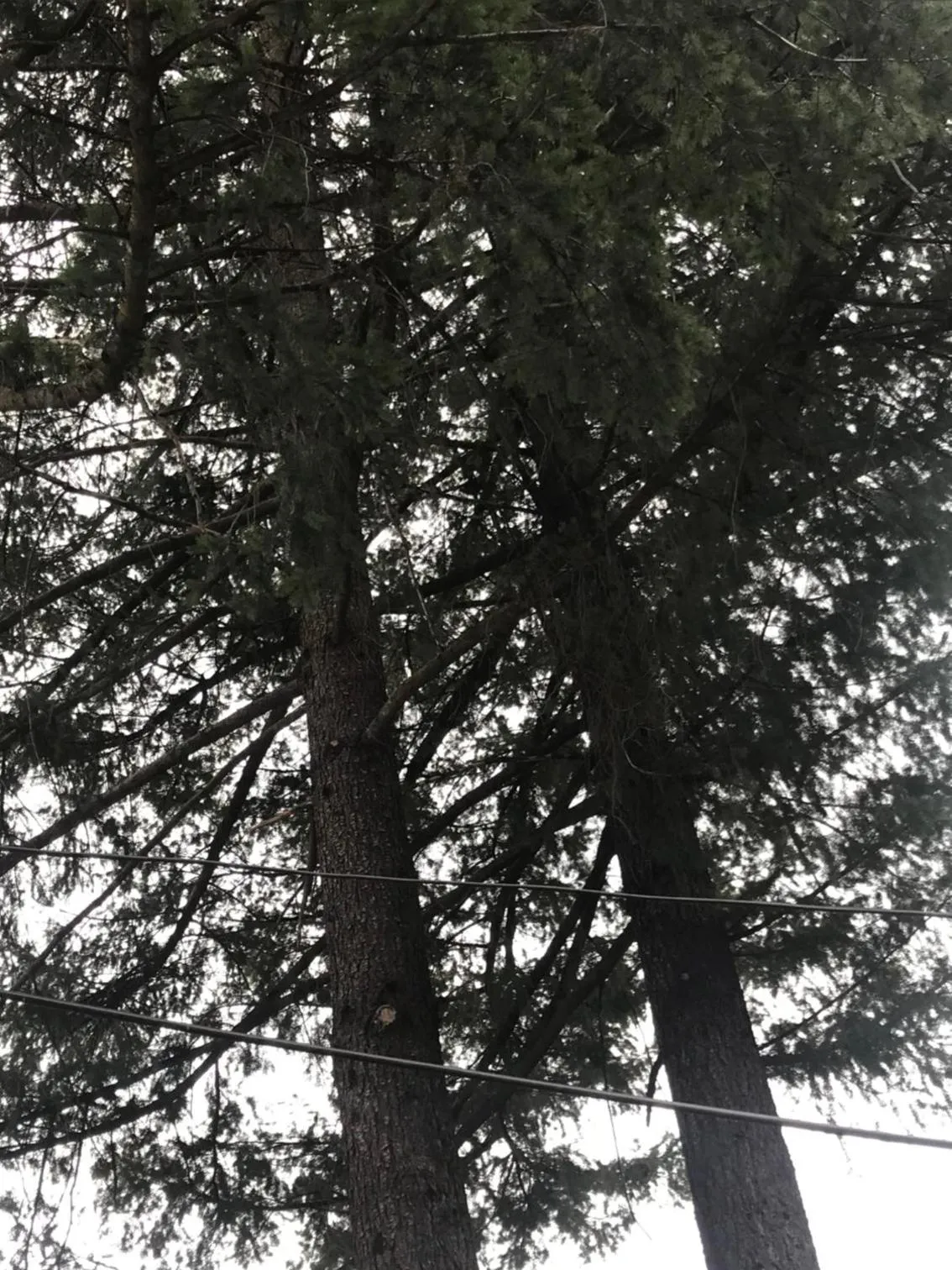 Natural landscape in Dunsmuir Lodge