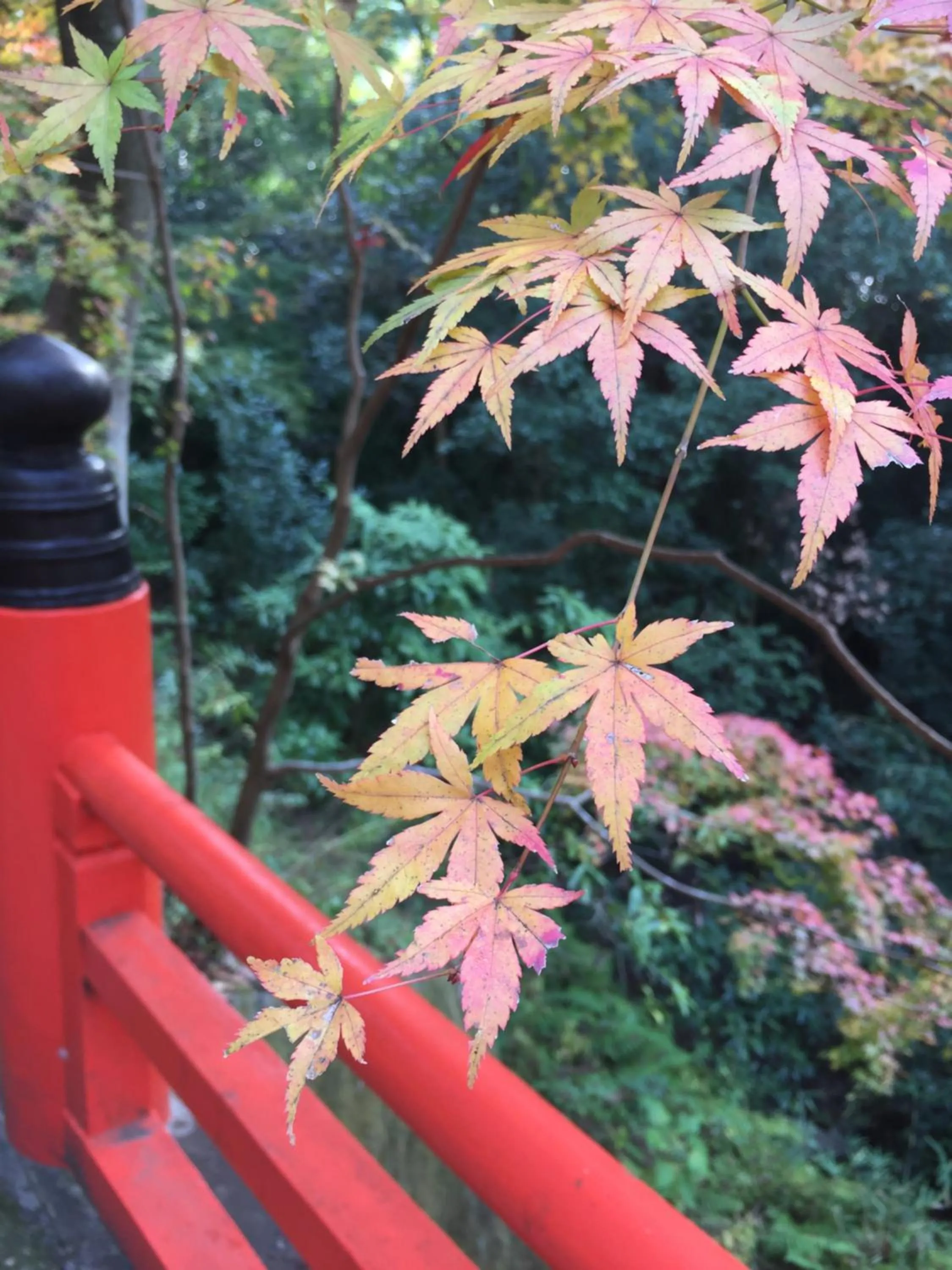 Nearby landmark in Kyo-Anthu Inn