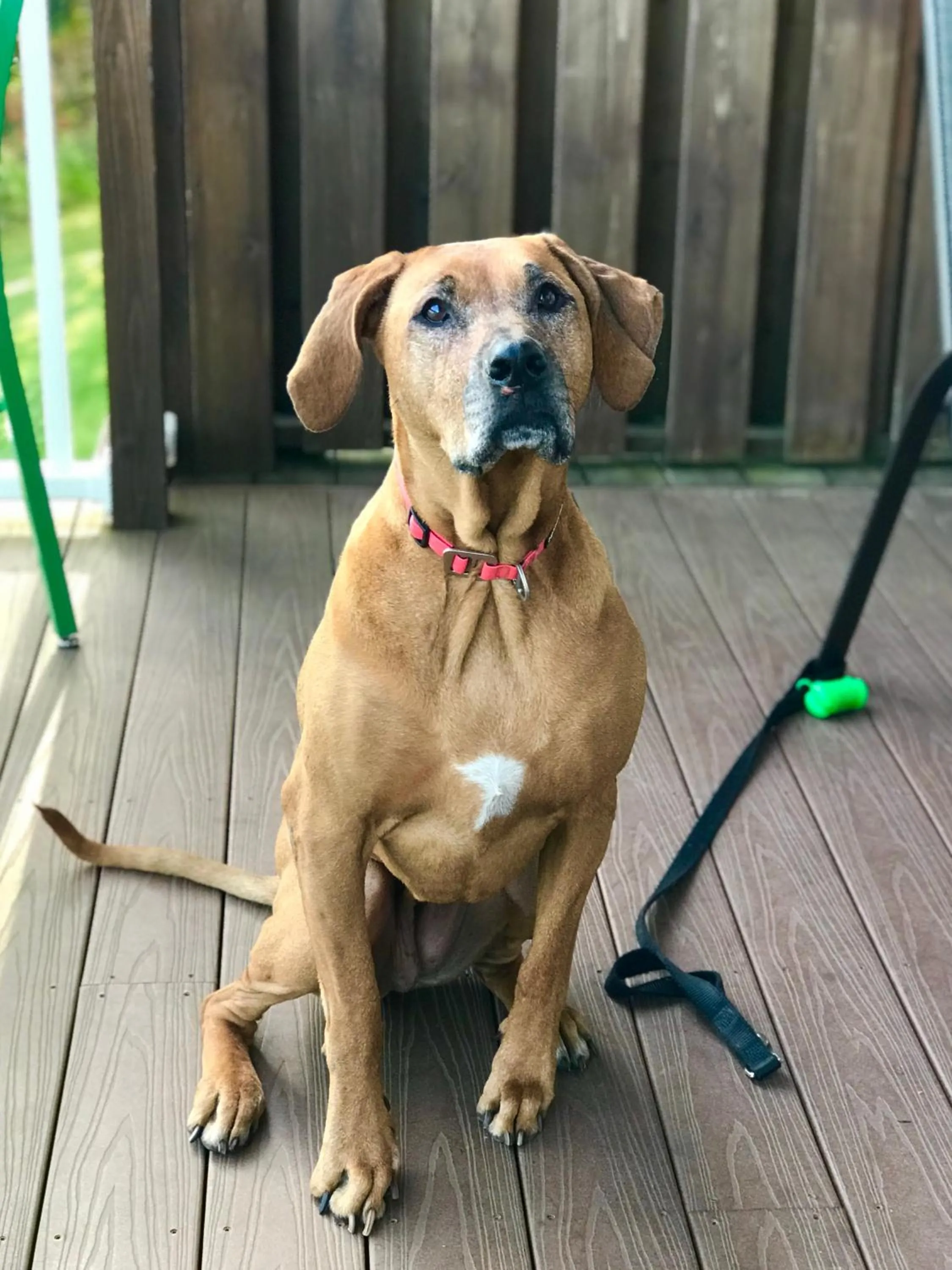 Pet Friendly in Bayview Hotel