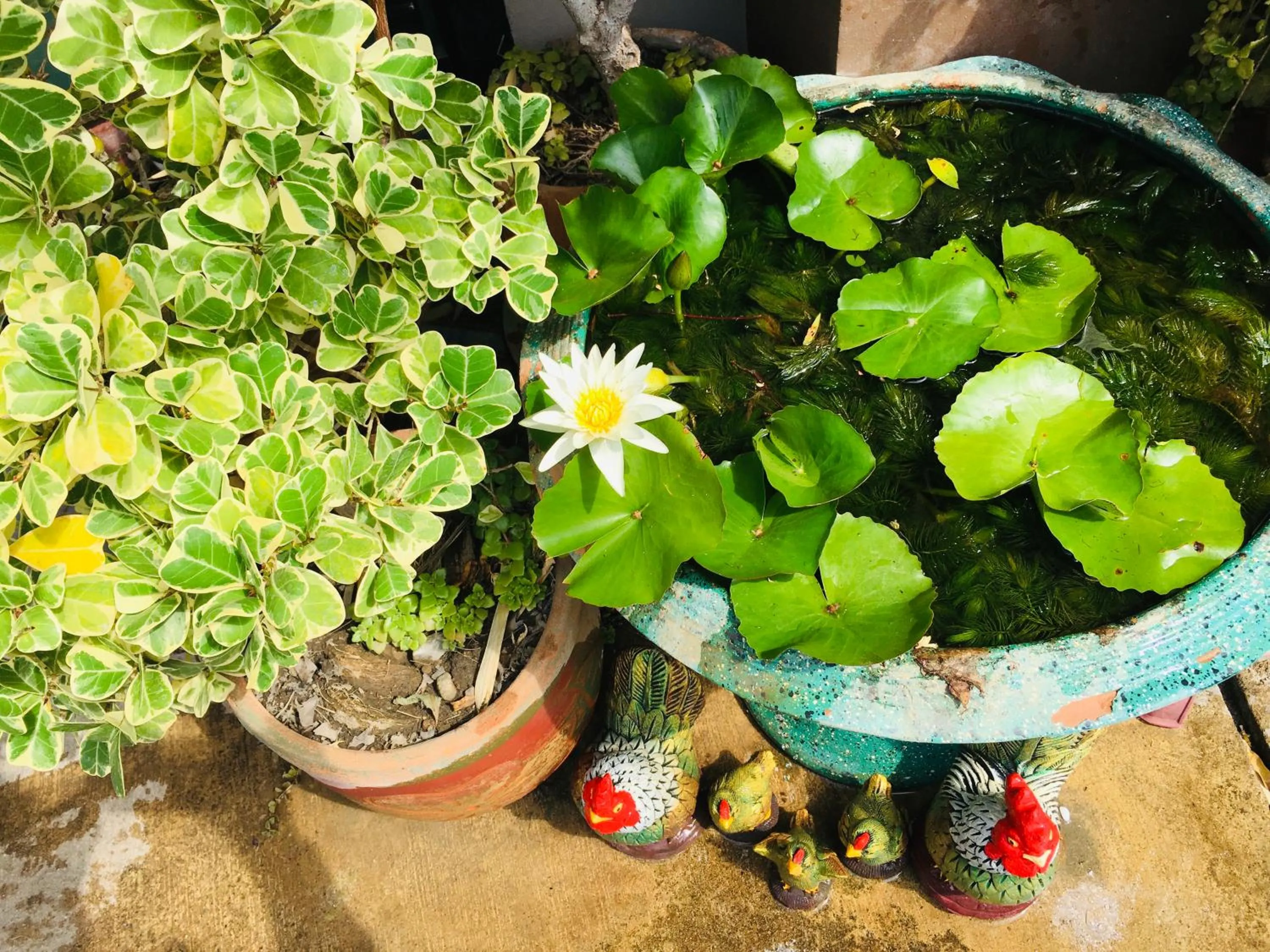Mae-Sa-Riang Home